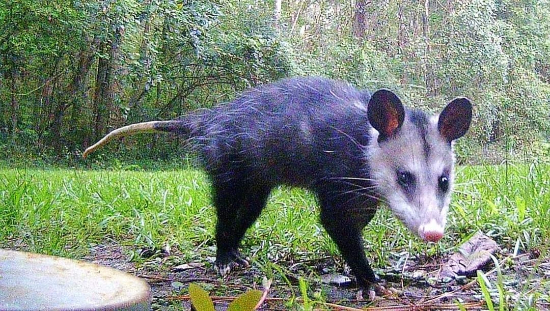 baby  opossum