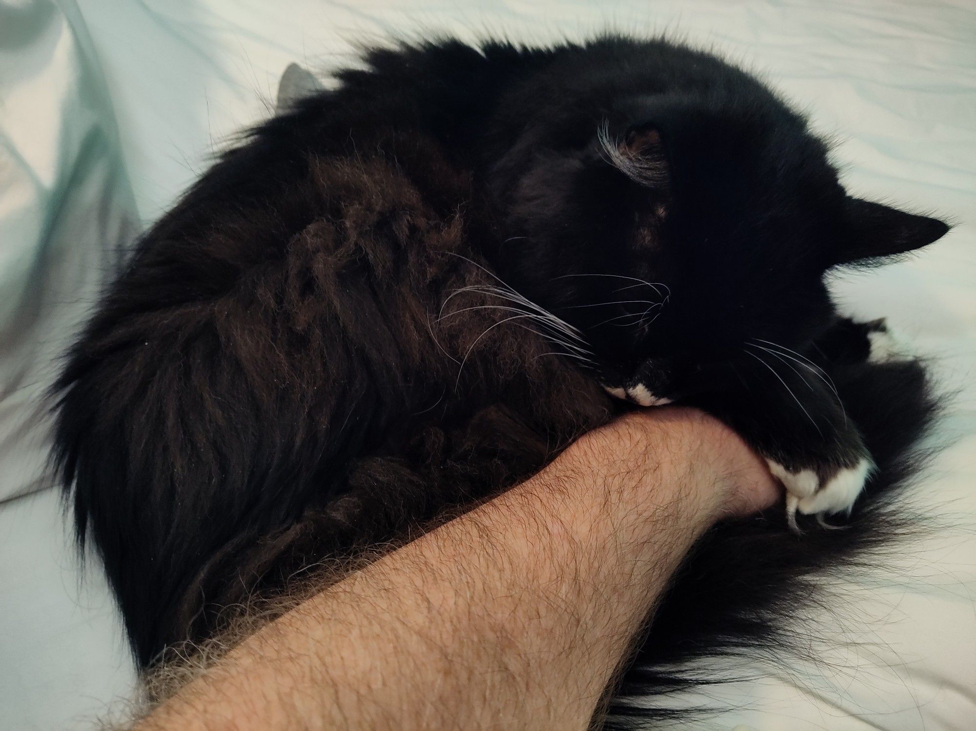 neo our tuxedo cat curled up on my hand