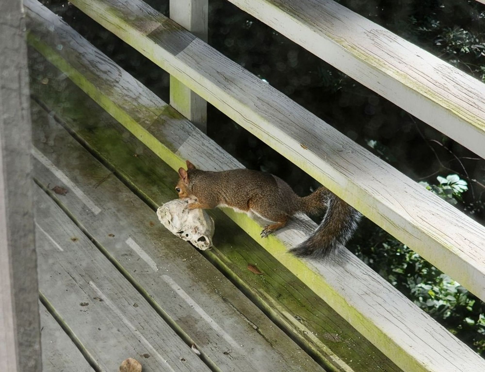 Squirrel gnaws a skull on the deck.