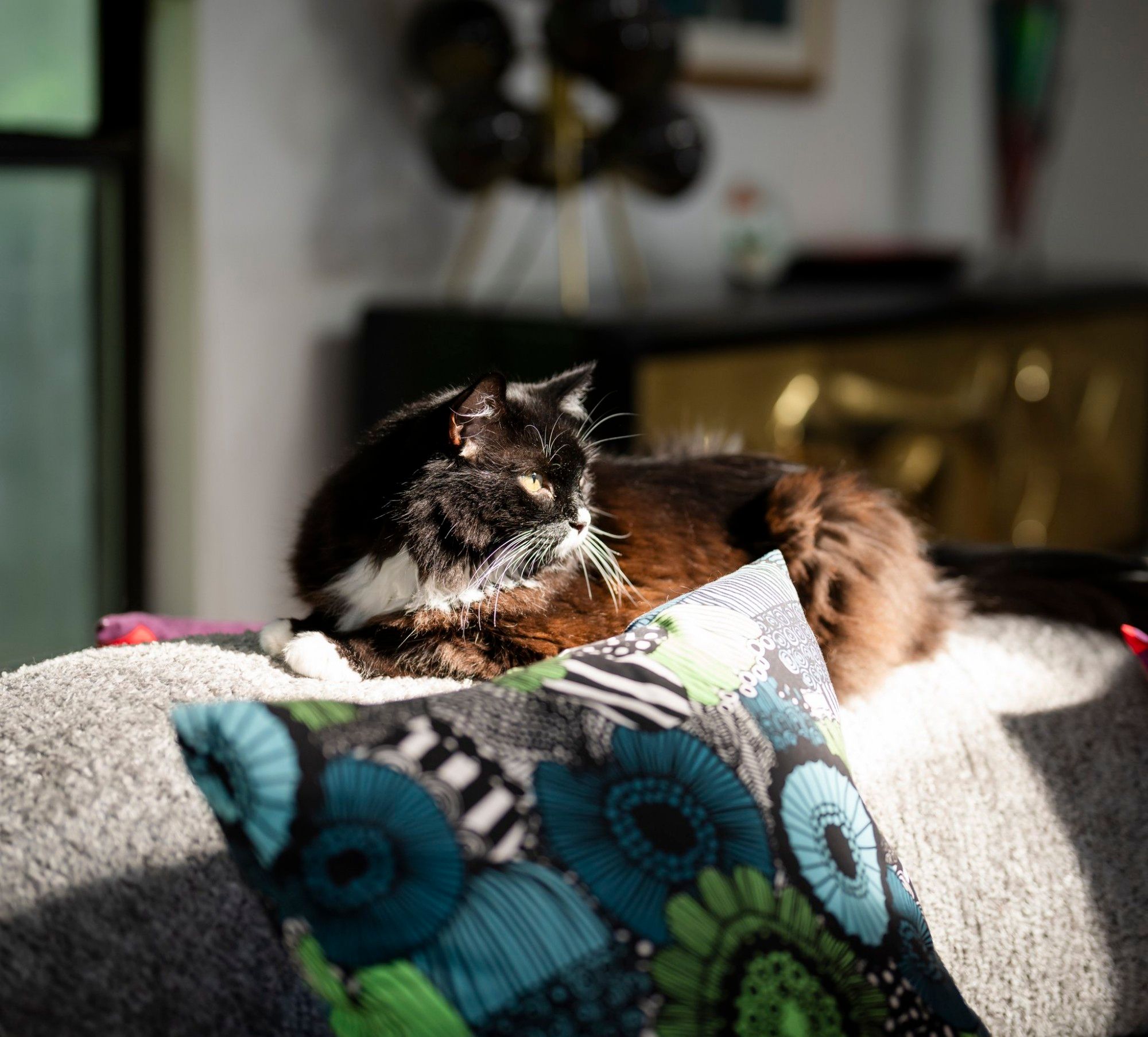 After the new headshots last week, photographer Azhar Khan took one of Neo our tuxedo cat on the couch lit up by the sunlight.