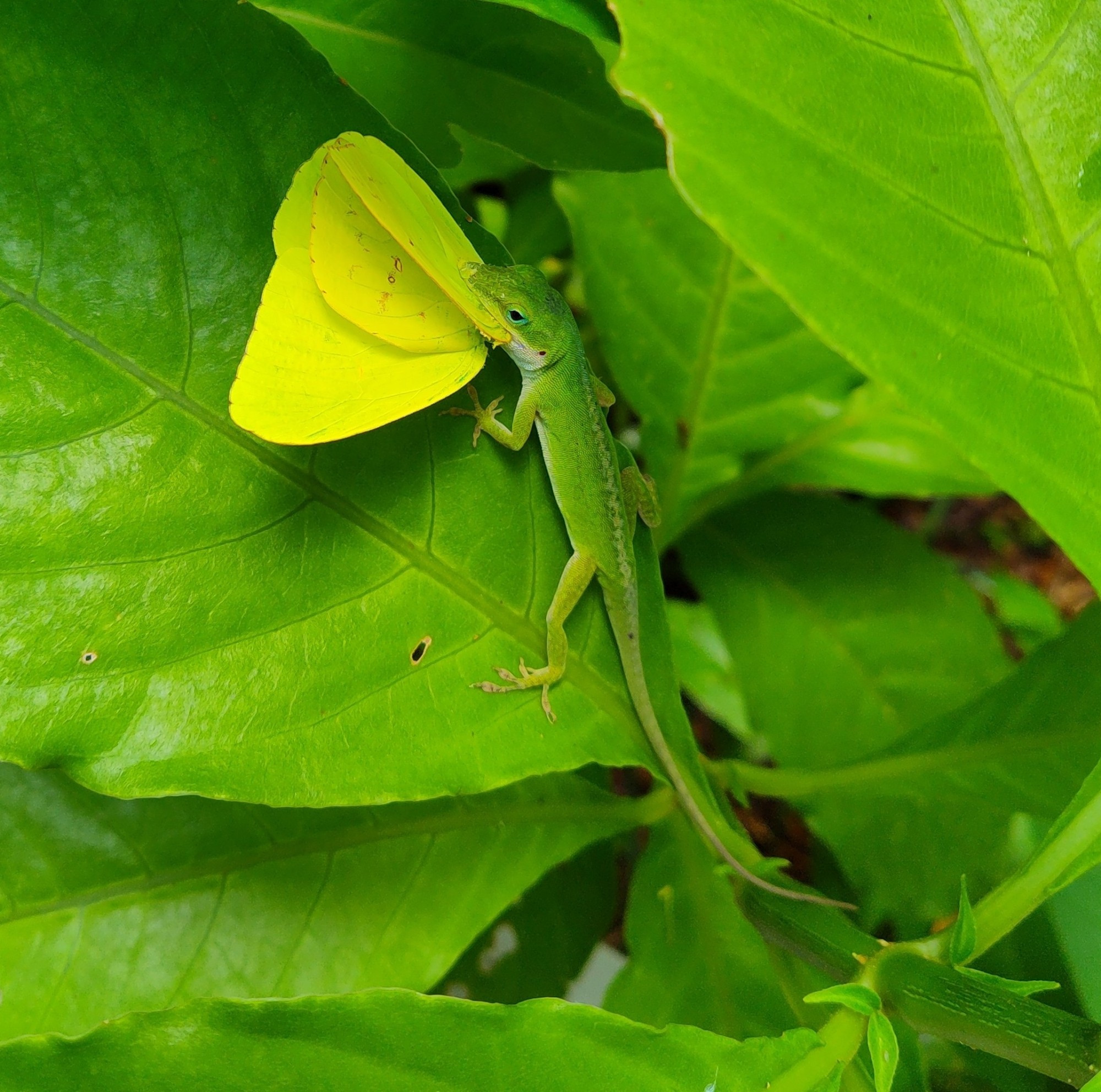 green anole with a yellow sulfur butterfly in their mouth, against a backdrop of the green leaves of a firespike bush