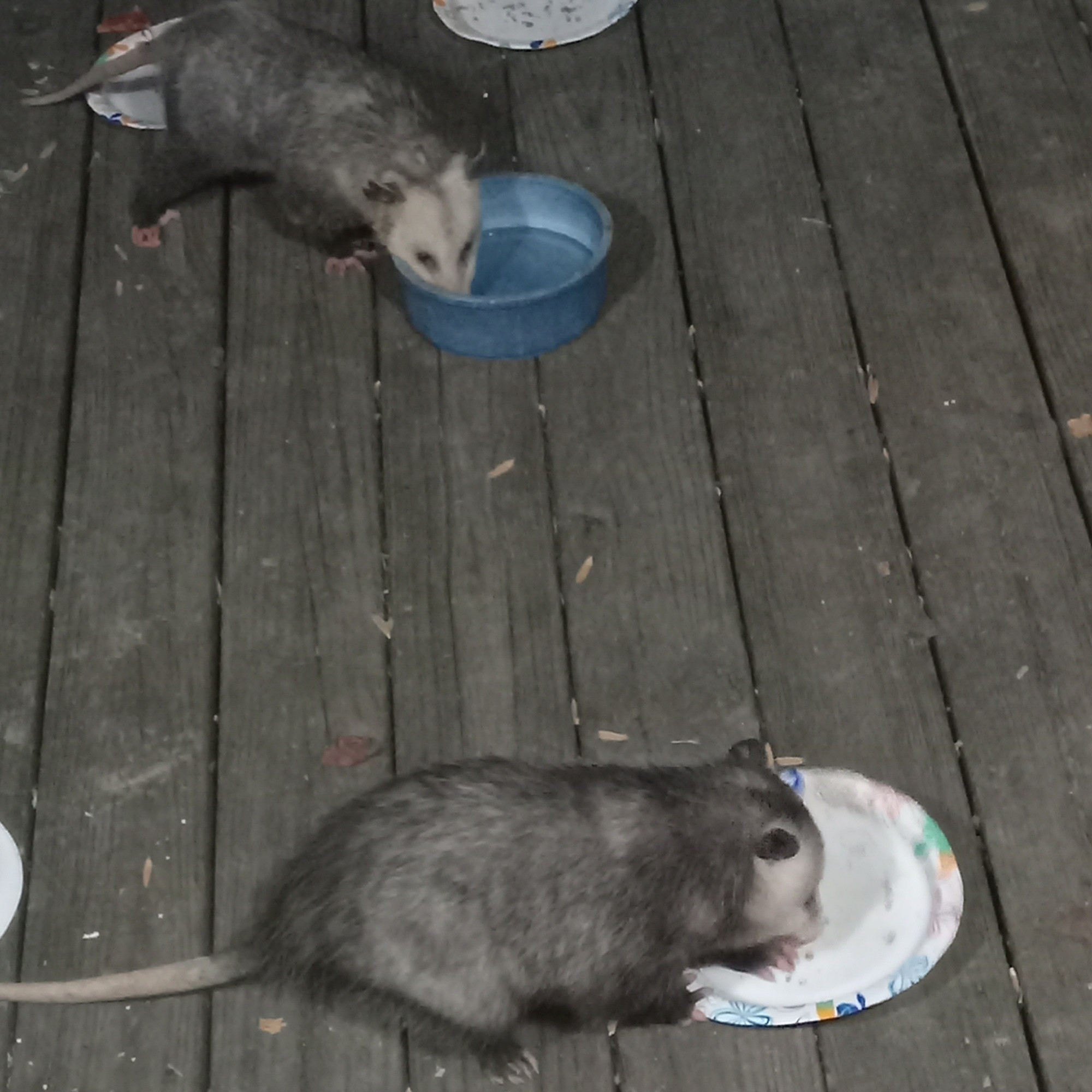 2 possums on my rear deck eating leftover wet cat food