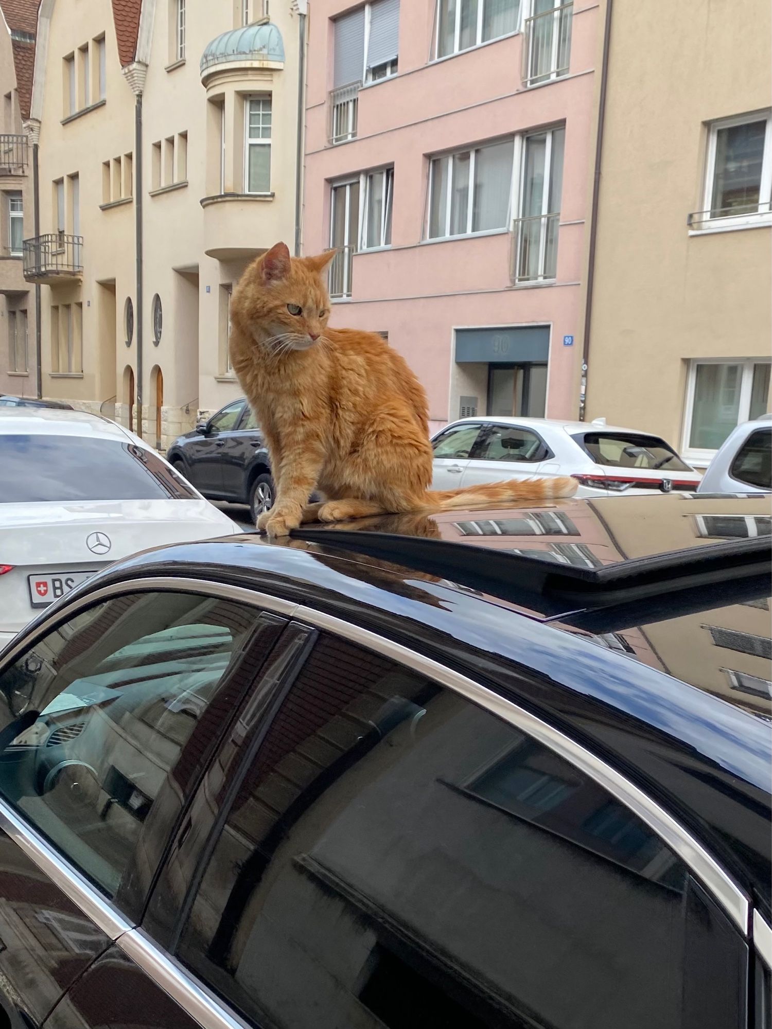 Eine Katze sitzt auf einem Autodach