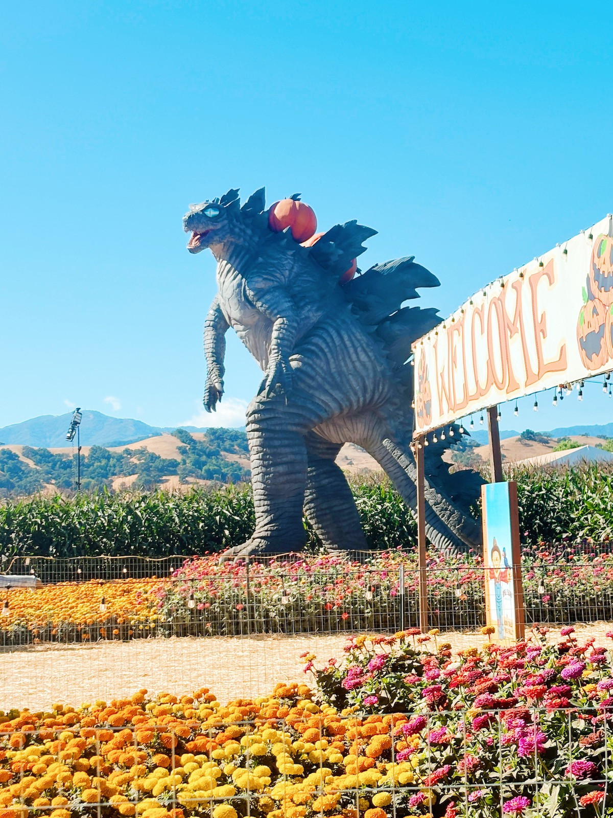 The front entrance of the pumpkin patch that has a big welcome banner. Centered in the photo is the animatronic Godzilla. He roars and moves his head, and has pumpkins cascading on his back.