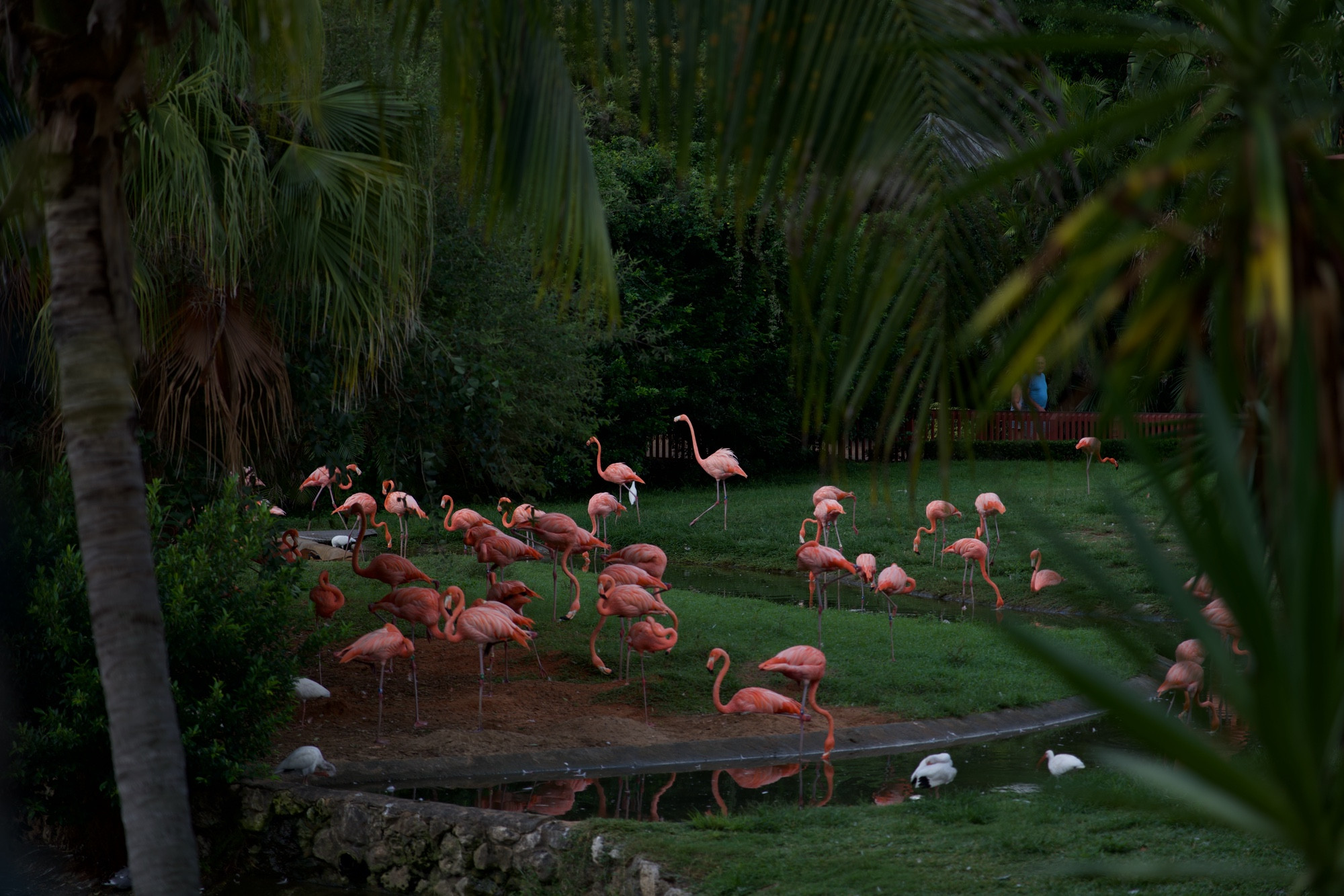 Flamingos at Busch Gardens Tampa Bay