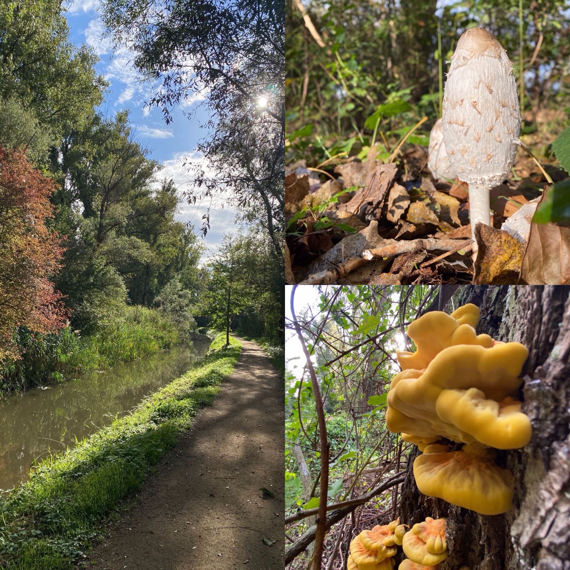 Fotocollage mit Bäumen an Bächlein entlang eines schmalen Weges, Pilzen am Boden und Schwämmen am Baum