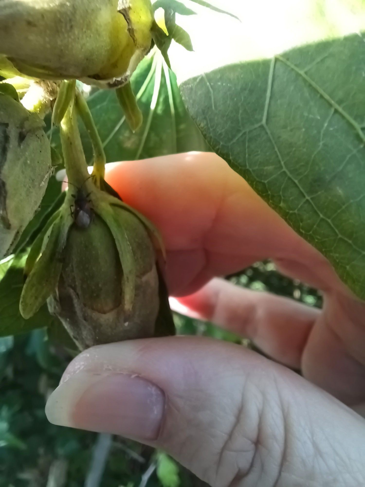 Een han houd een knop vast waar een zeldzame wants op zit. De knop is groen en de wants heeft een donkere kop met sprieten, driehoekige oranje vlekken op de zijkant en de achterkant lijkt zilverkleurig.