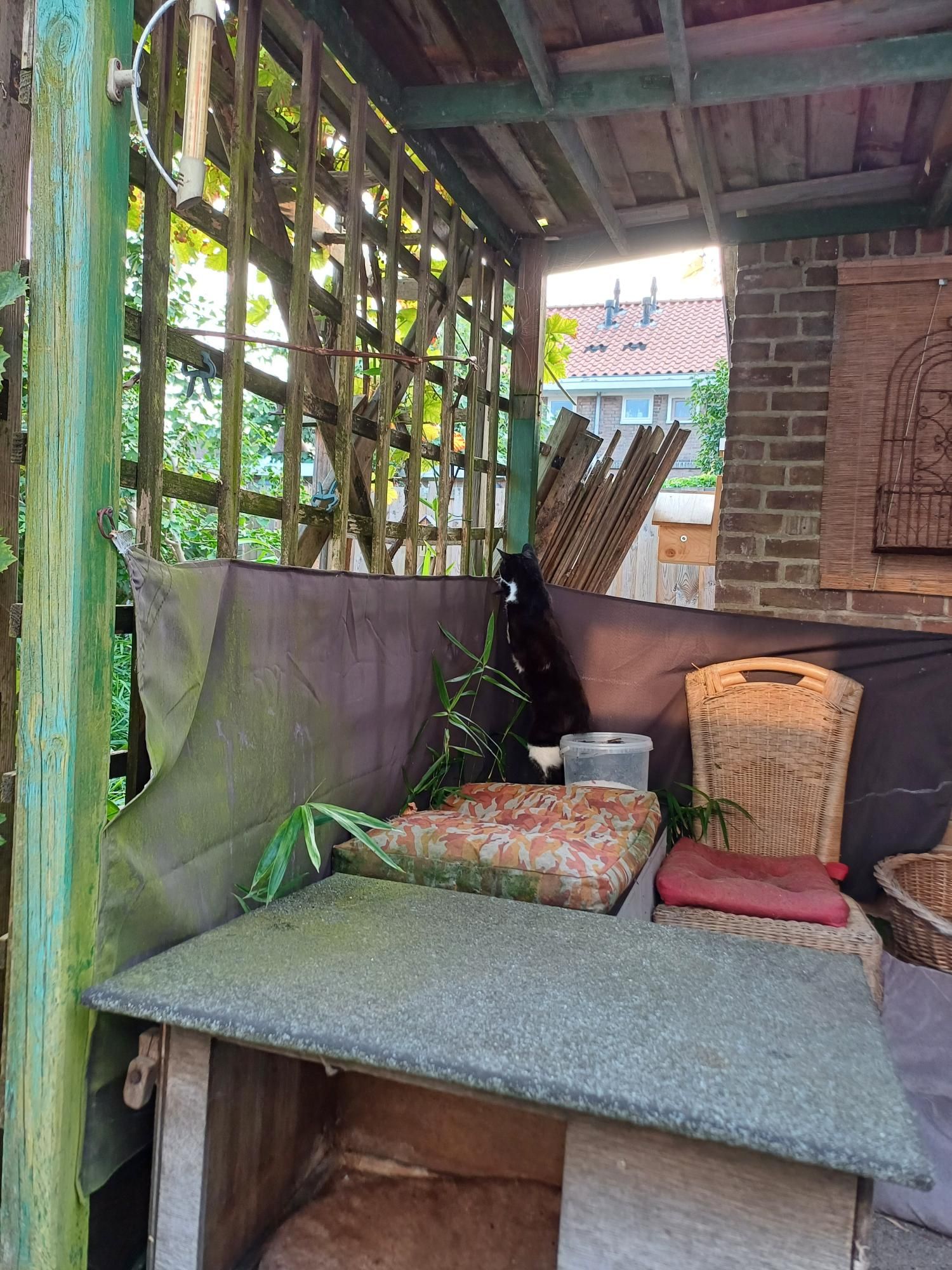 Donja, de zwartwitte poes zit vanachter een doek onder het afdak te gluren naar 2 tortelduifjes. We zien verder een houten trellis waar de doek aan hangt, een stoel met een rood kussentje en een groen kussen waar de poezels op kunnen liggen 