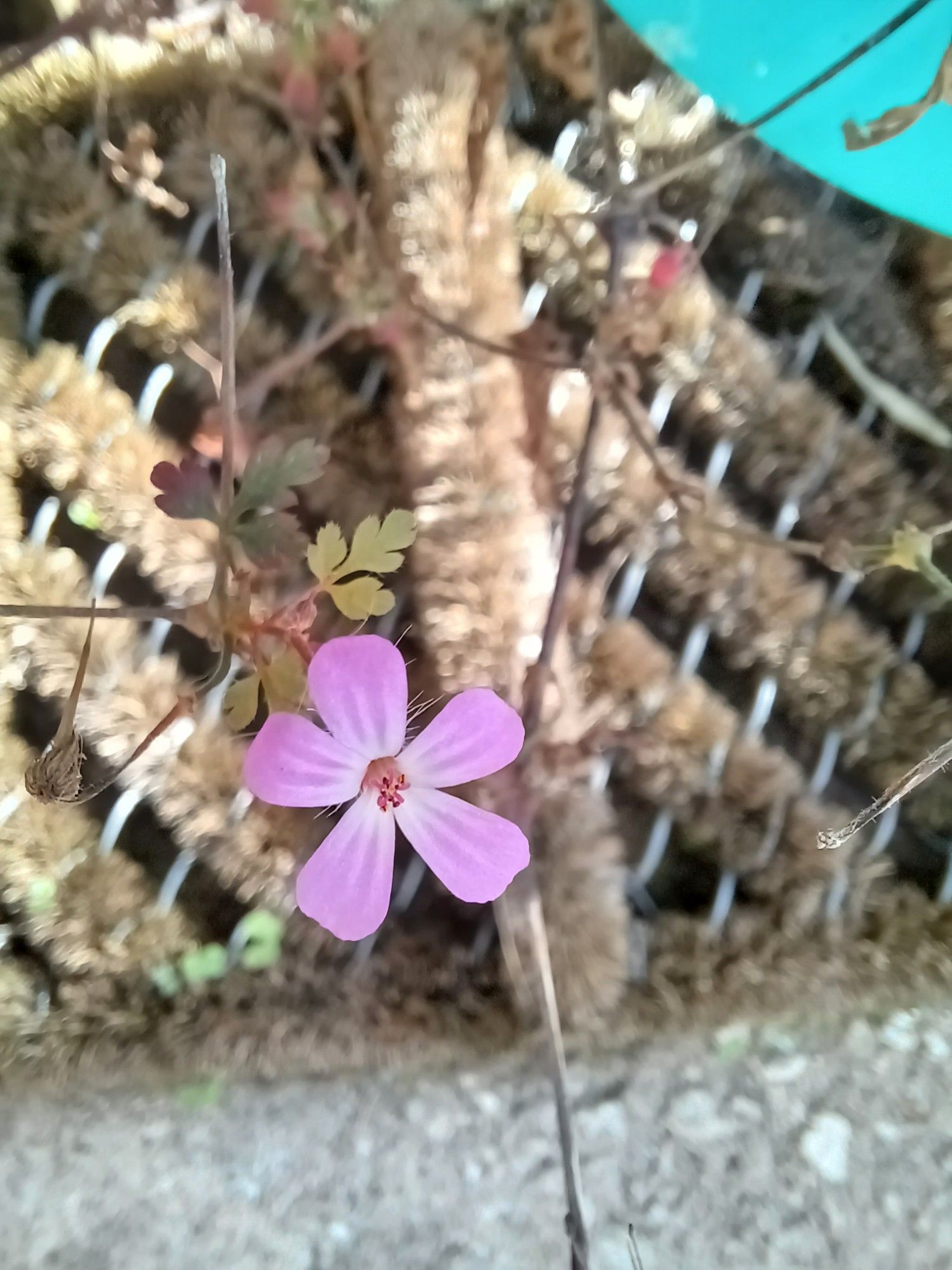 De roze bloem van het Robertskruid bloeit aan een lange, dunne stengel.