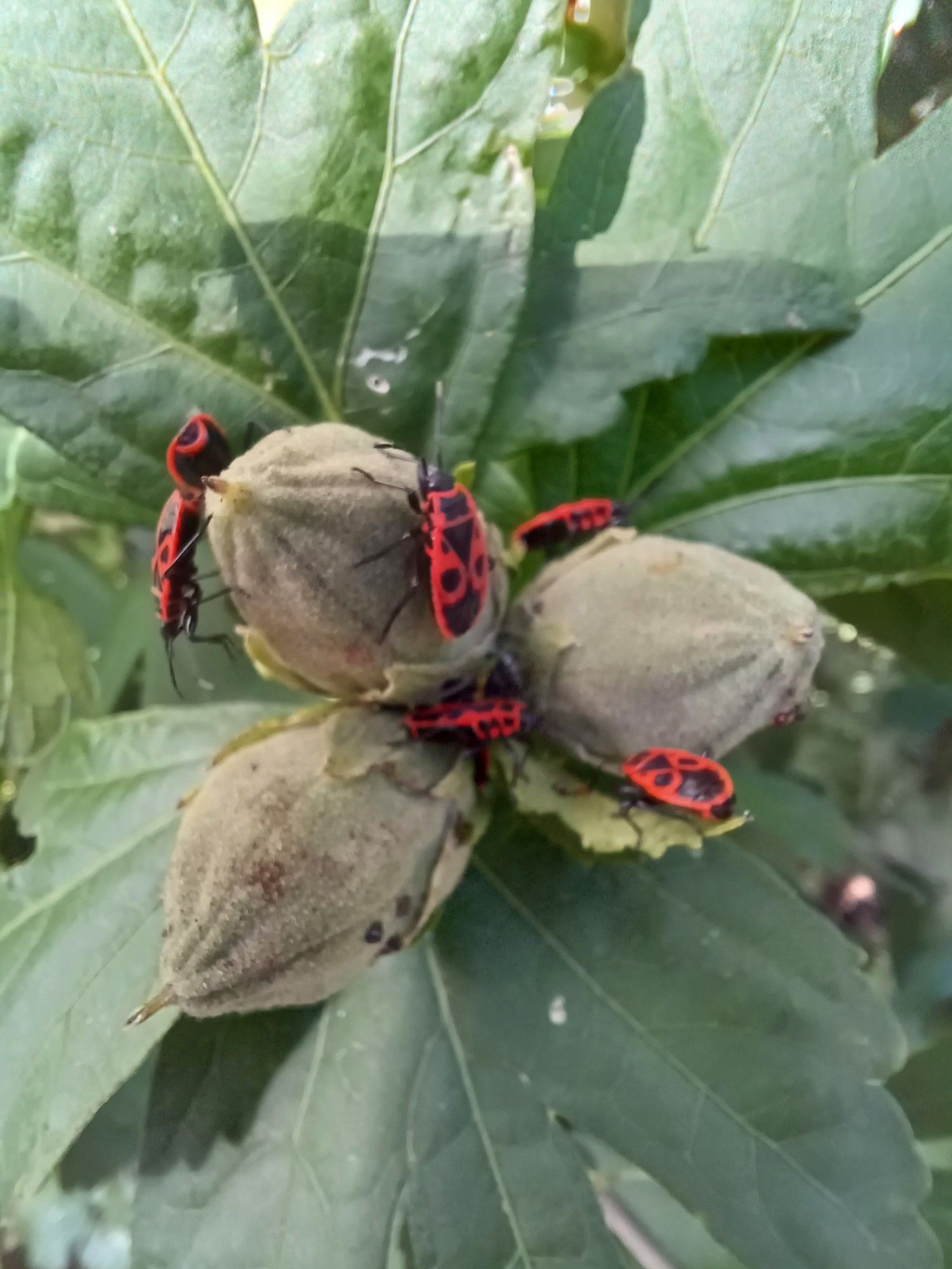 Een aantal groene knoppen van de Hibiscus met bladeren eromheen en 6 Vuurwantsen er op. De Vuurwantsen hebben een klein zwart kopje met sprieten en het schild is oranje met zwarte vlekken.