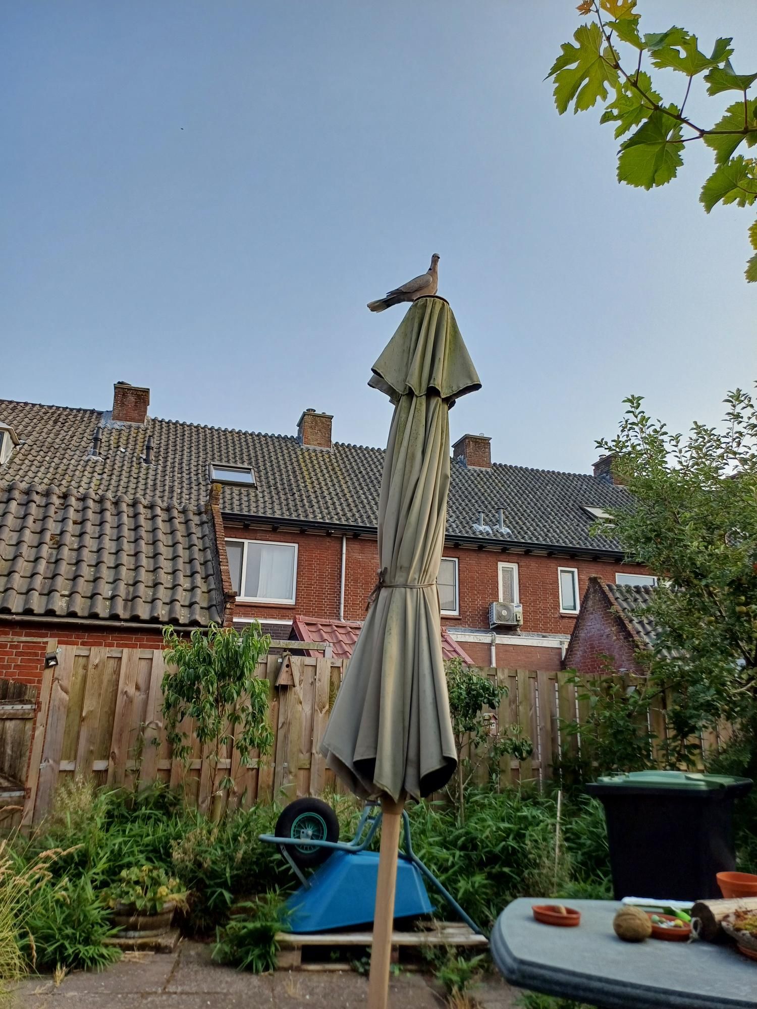 We zien huizen op de achtergrond en op de voorgrond een ingeklapte parasol met daarboven op een grijze tortelduif.