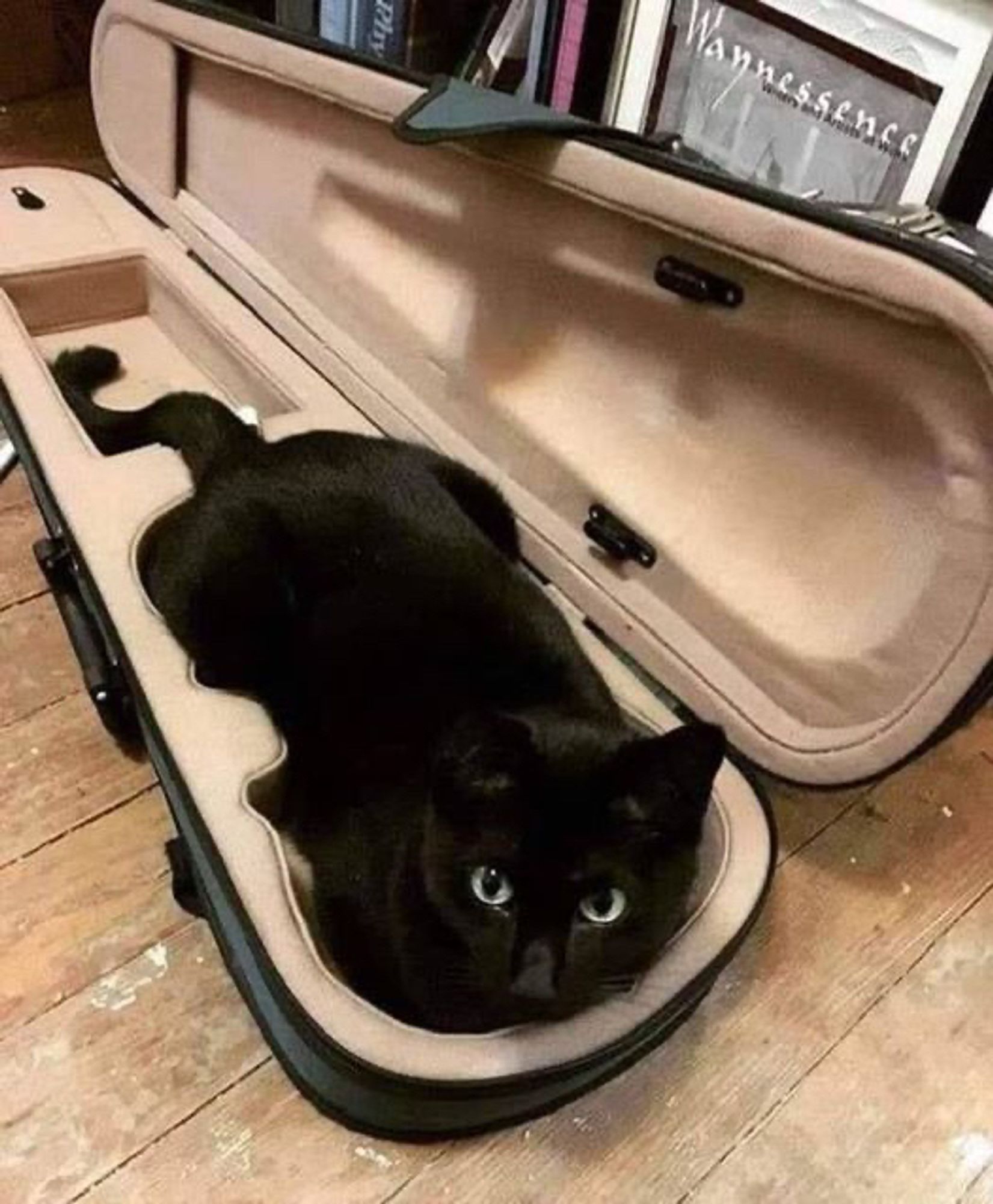 Eine schwarze Katze liegt in einem aufgeklappten Geigenkasten