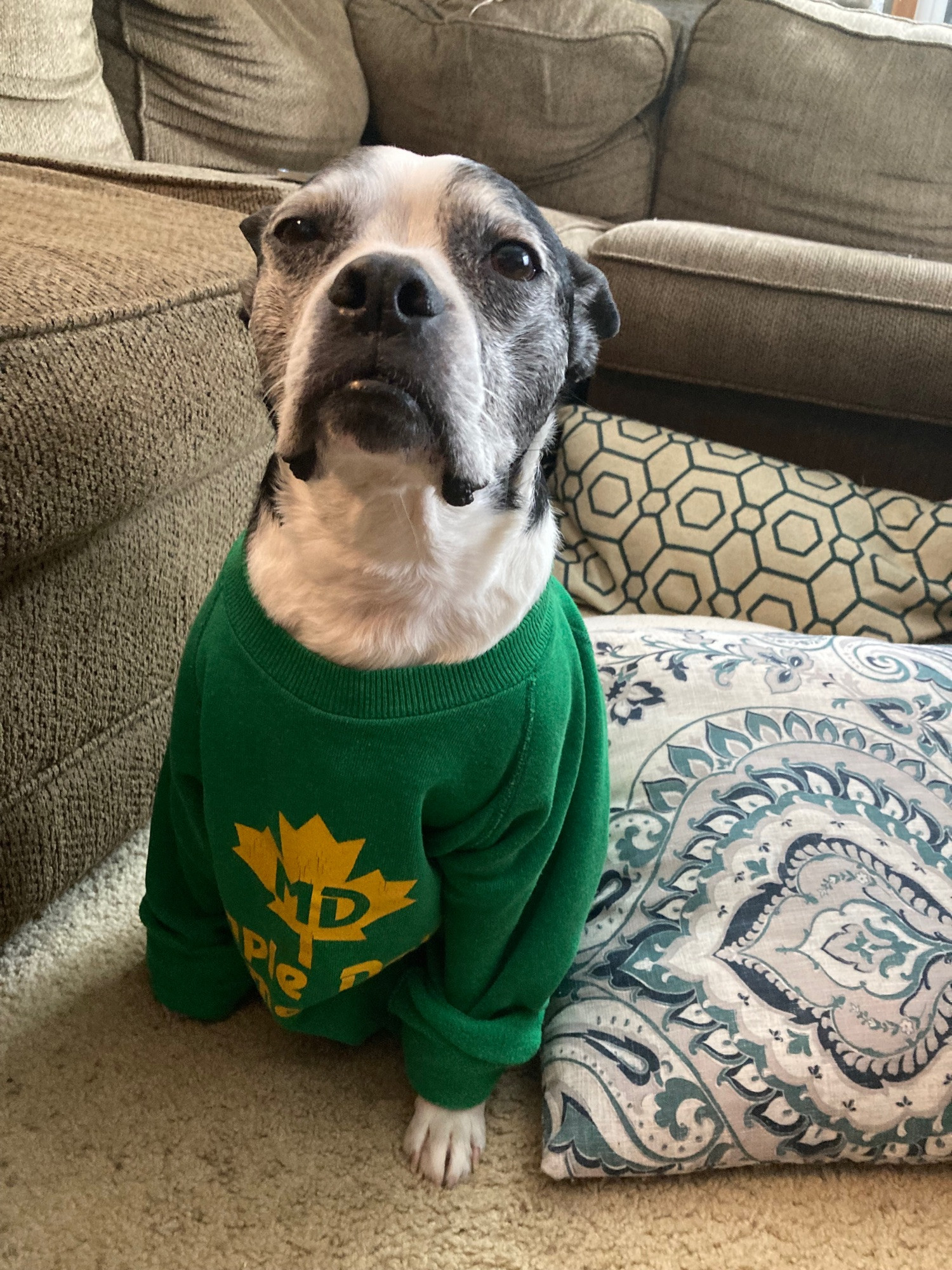 An elderly boston terrier named Charlie Kelly, King of the Rats is wearing a green sweatshirt that has the sleeves rolled up to allow for increased mobility. he looks like he wants nothing more than to be rid of this green prison but he gets chilly now that the weather is cooling down