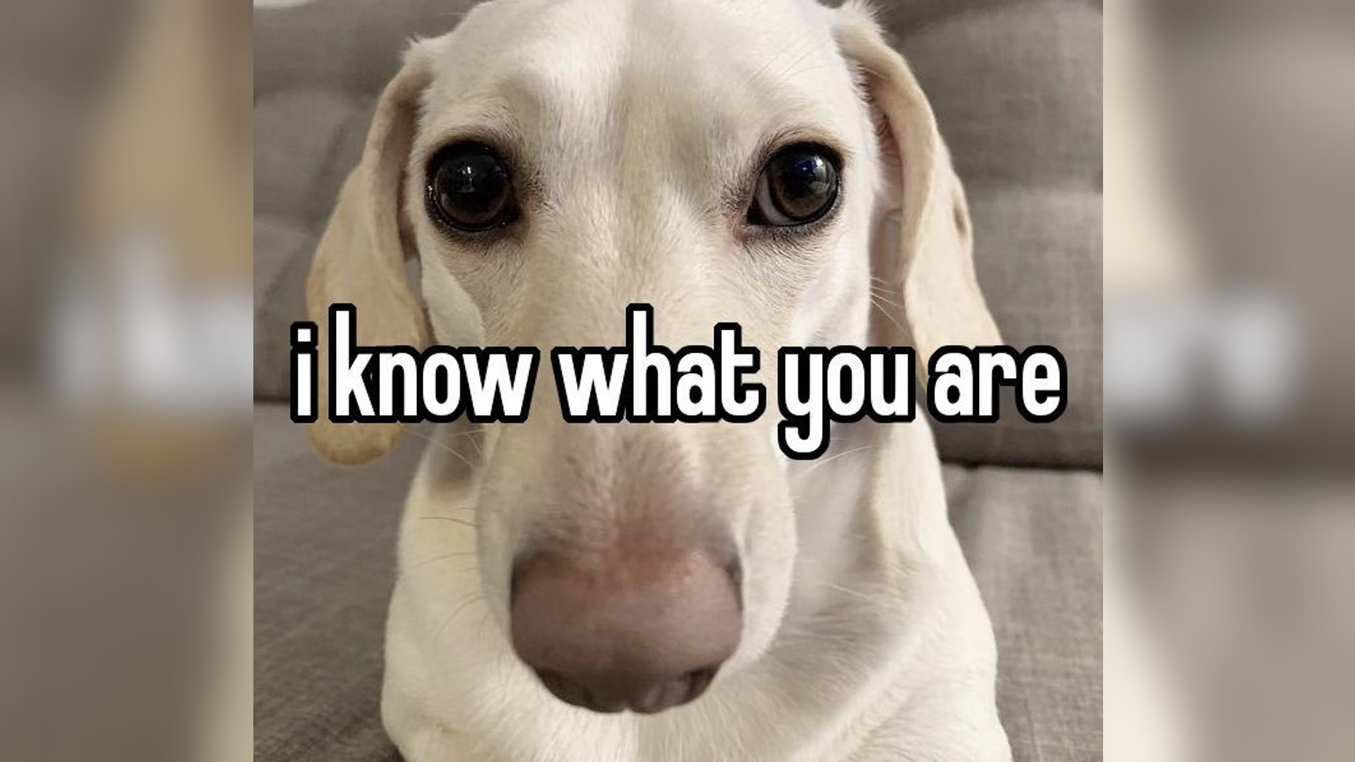 White dog looking at you, with text over it reading "i know what you are"