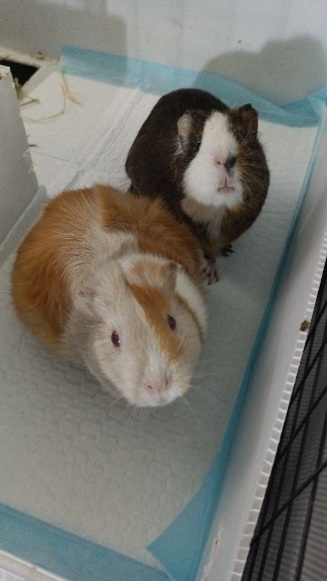 My two guinea pigs looking up from their house because they think I'm gonna give them a treat.
I am not.