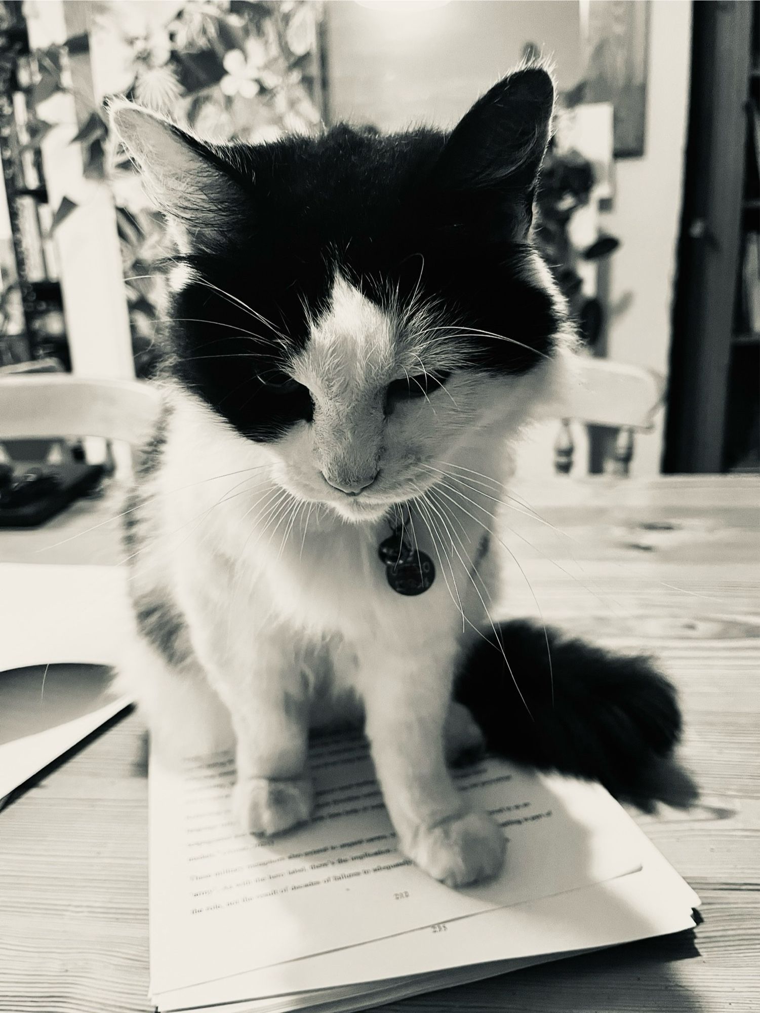 A black and white cat sitting on a pile of paper (the draft of my book!)