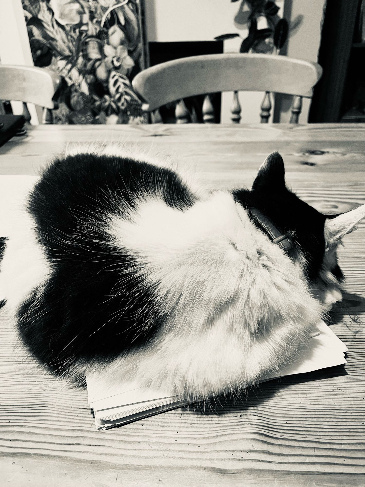 A black and white cat curled up on a pile of paper (the draft of my book!)