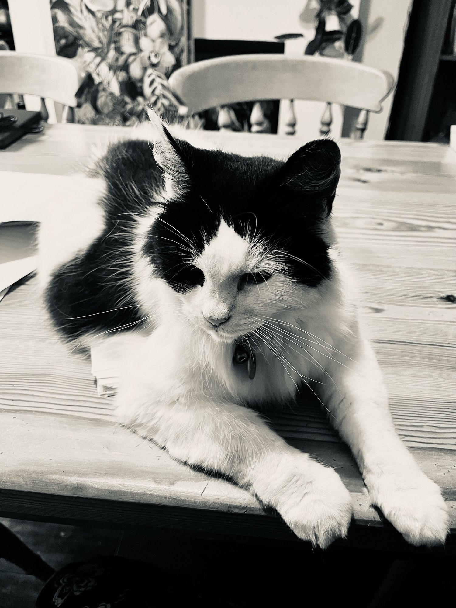 A black and white cat lying on a pile of paper (the draft of my book!)