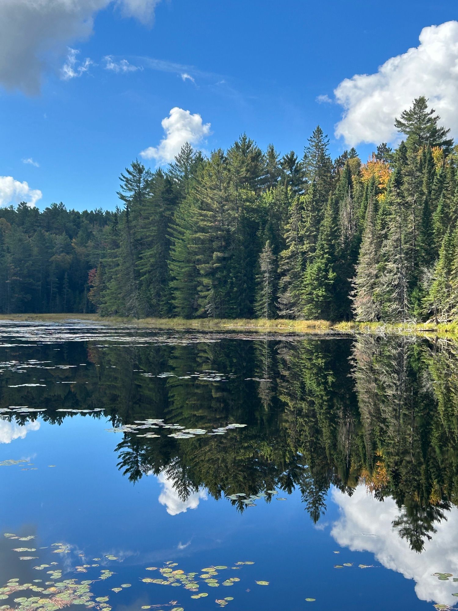 Trees reflecting in Pog Lake, Algonquin Park.