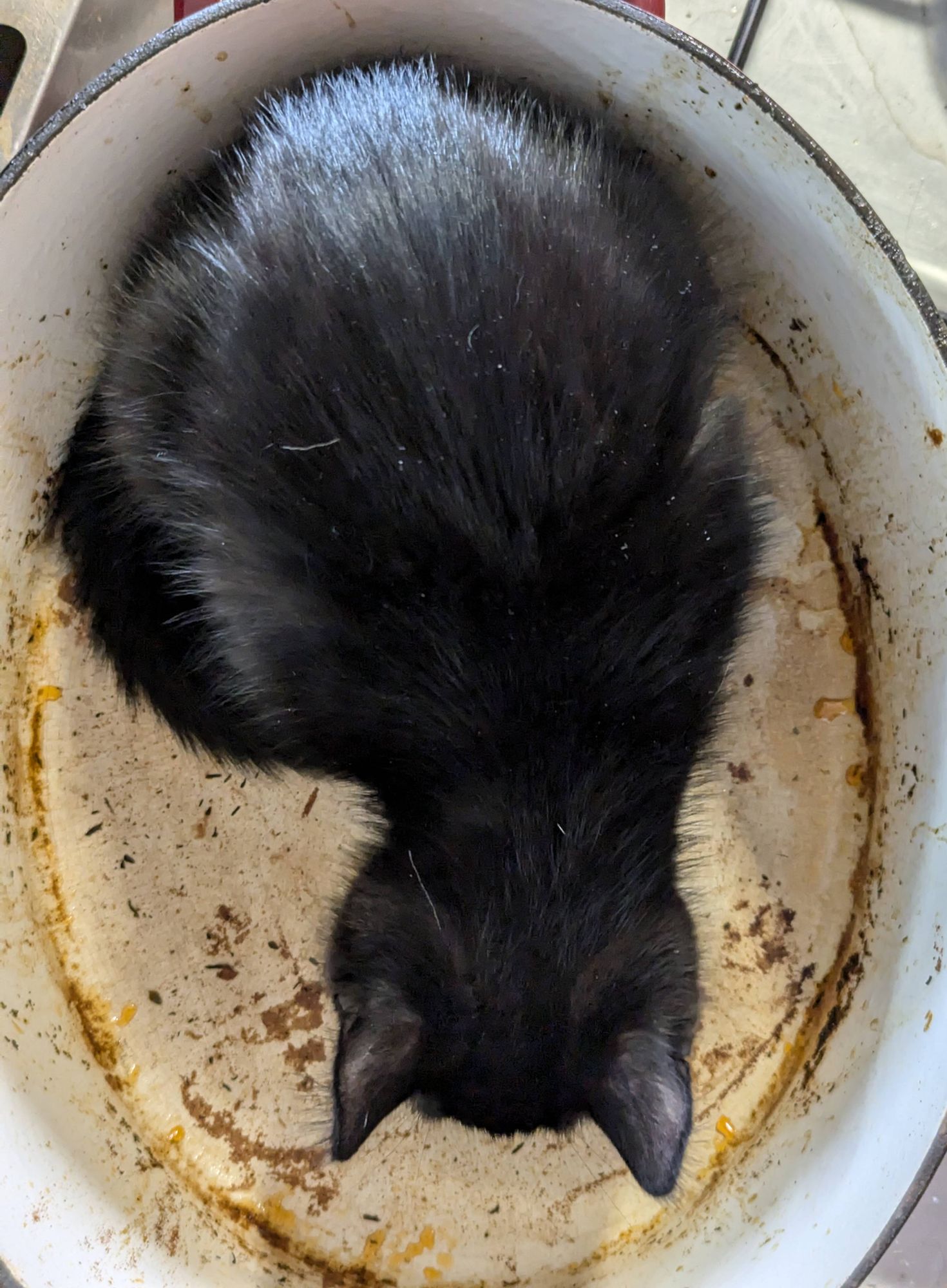 Zorro, mon chaton noir, est dans le le creuset en train de lecher le reste de sauce...