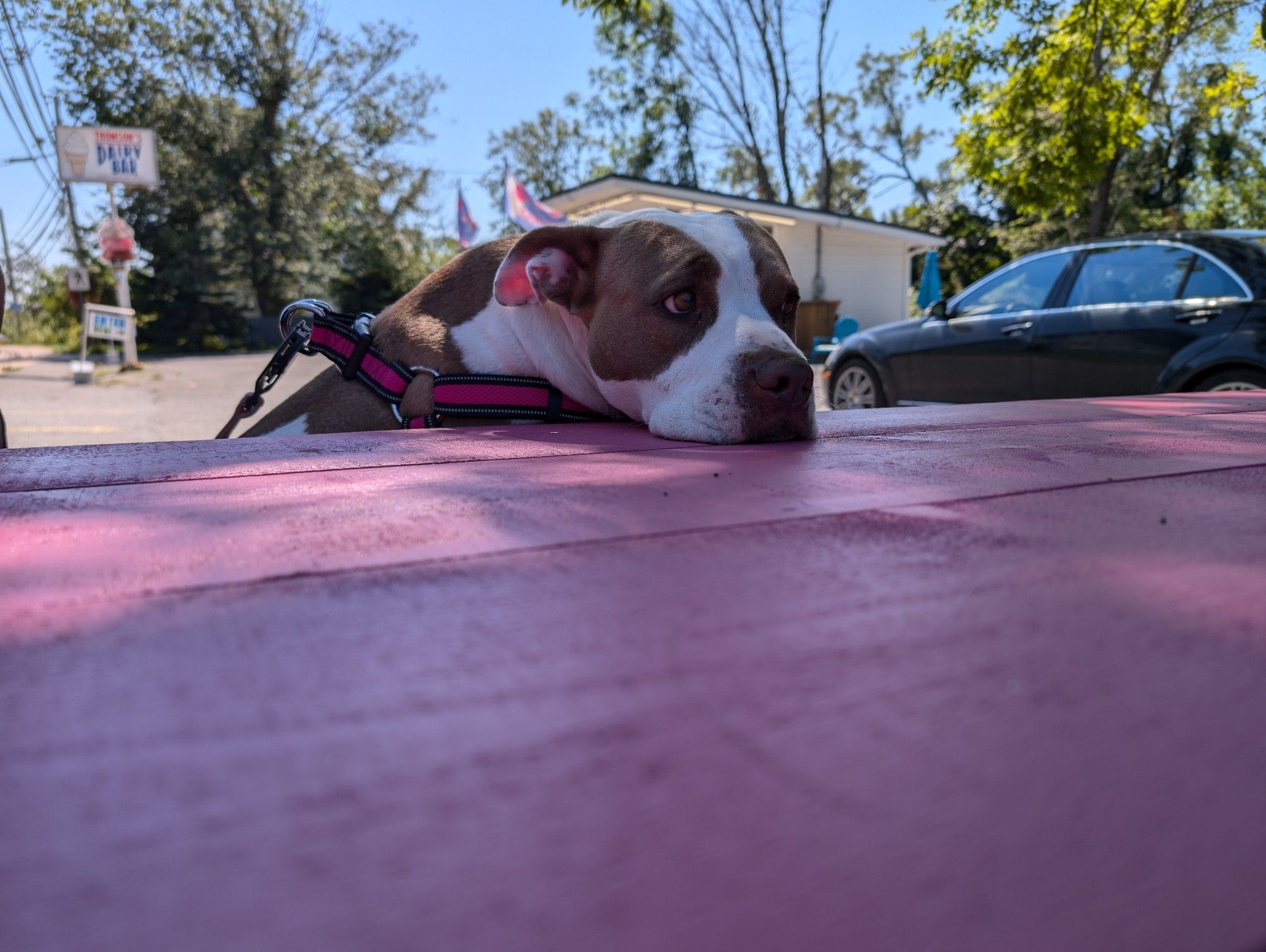 A brown - white Staffie resting her head on the table with puppy dog eyes, pink leash outside.