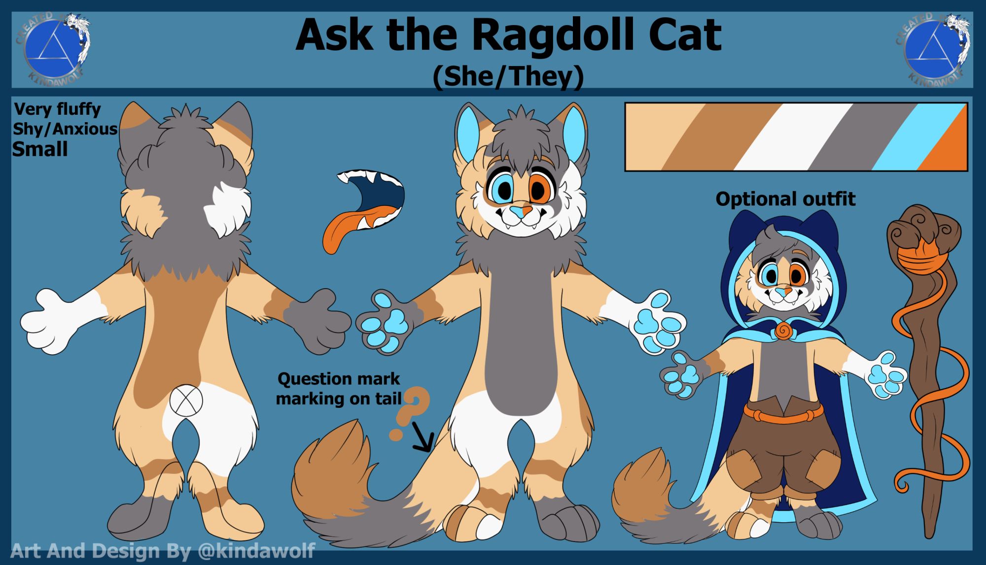 Reference sheet of a Calico Ragdoll Cat