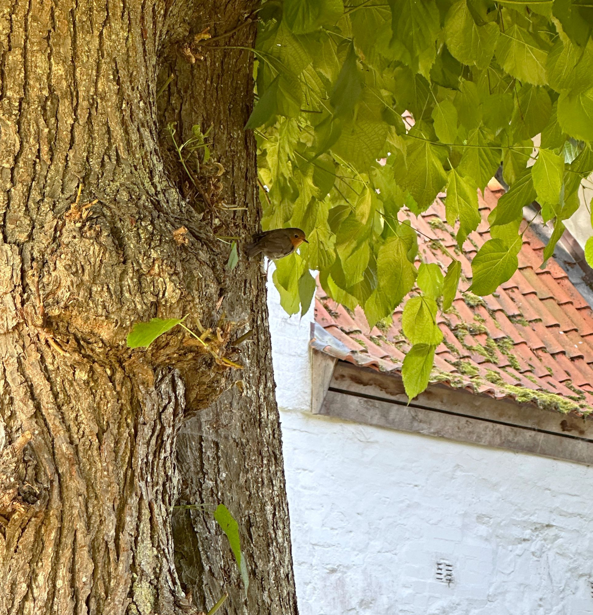 Dicker Baumstamm einer uralten Linde, aufgebrochen wie die Kruste eines Brotes, ein paar frischgrüne Blätter rechts oben, in deren Schatten ein Rotkehlchen sich am Baumstamm festhält, im Hintergrund eine weiße Mauer und ein rotes Ziegeldach