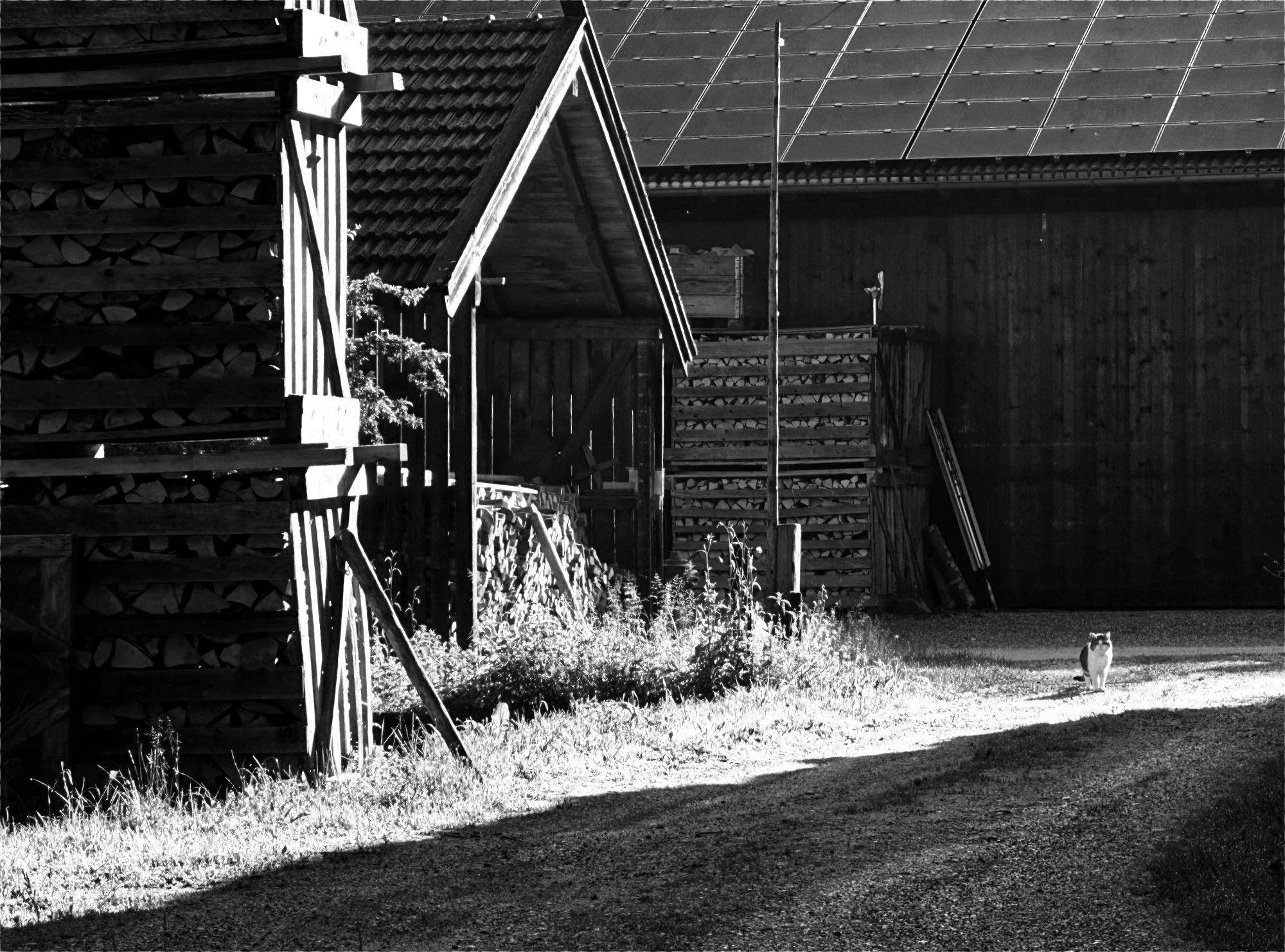 Schwarzweiß-Foto, Szene auf einem Bauernhof
Links: gestapeltes Holz und eine Scheune mit gestapeltem Holz
Hinten quer eine Scheune mit Solarmodulen auf dem Dach, davor gestapeltes Holz.
Es ist sehr früh am Morgen, die Sonne bestrahlt die linke Scheune und ein bisschen den Boden, die Schattenlinie (unten dunkel oben hell) geht schräg.
Im Licht macht eine schwarzweiße Katze einen Sonnenspaziergang