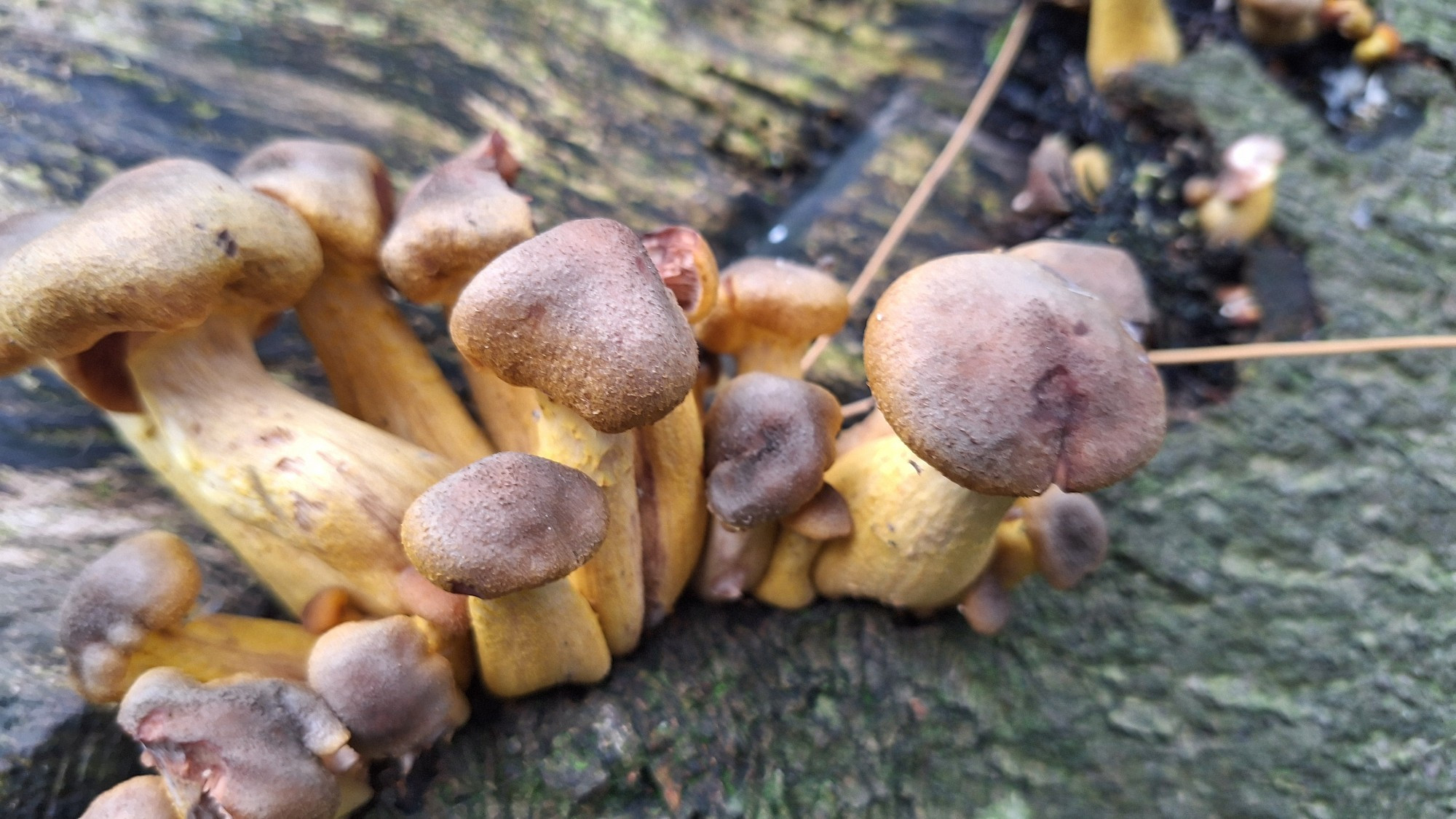 Yellow brown fat mushrooms on a wet tree trunk