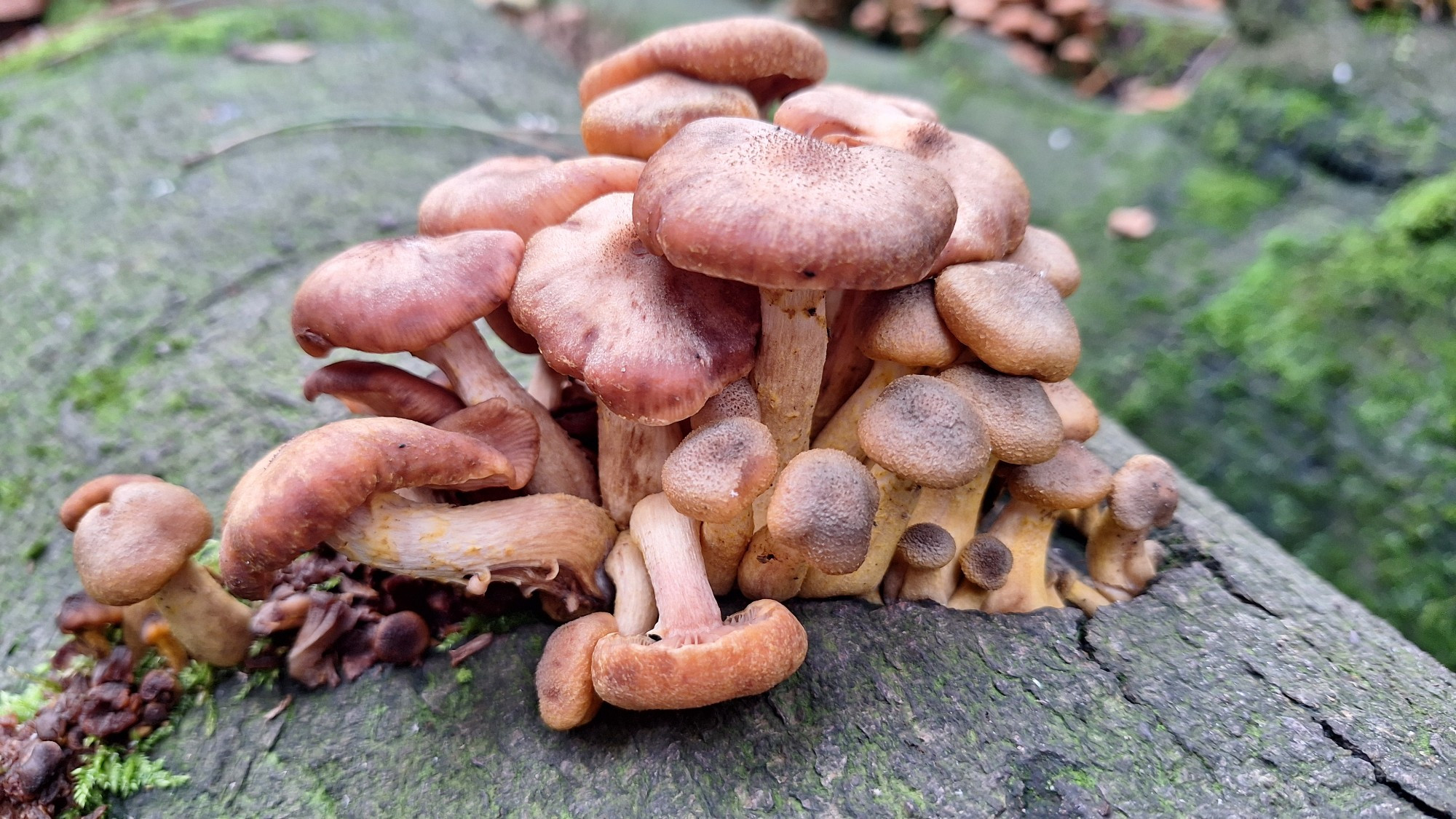 Pinky brown mushrooms on a wet tree trunk