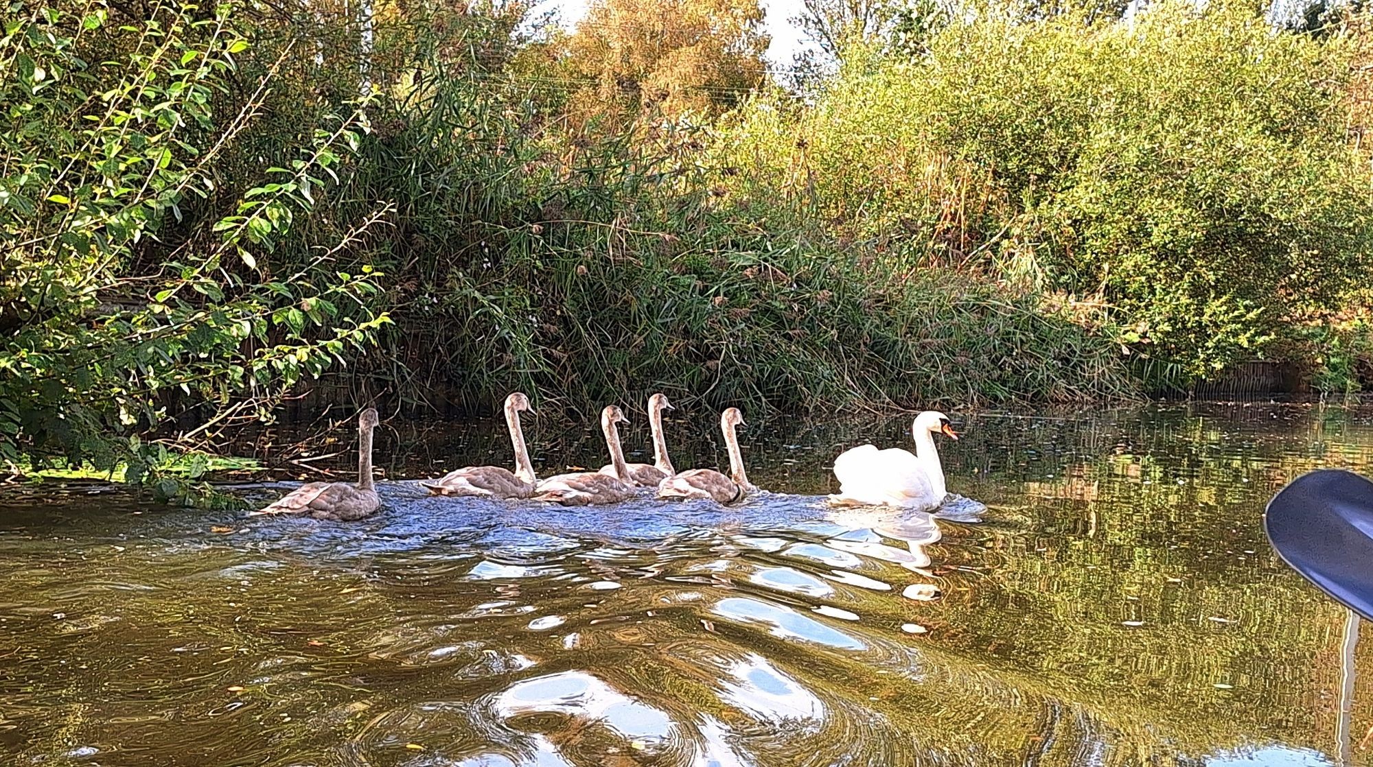 An adult swan and five cygnets on the canal.