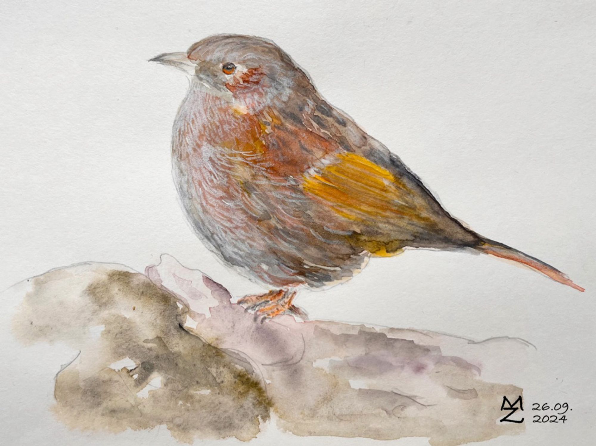 Watercolour und pastelpencil painting of a robin-sized bird, from the side, he looks to the left, sitting of something like a bigger branch. His back feathers are similar to a sparrow, his complete underside shows a greyish colour as his head too. His wing feathers are a bit of a orange brown colour. My paint shows him a bit more colourful as he is in nature.