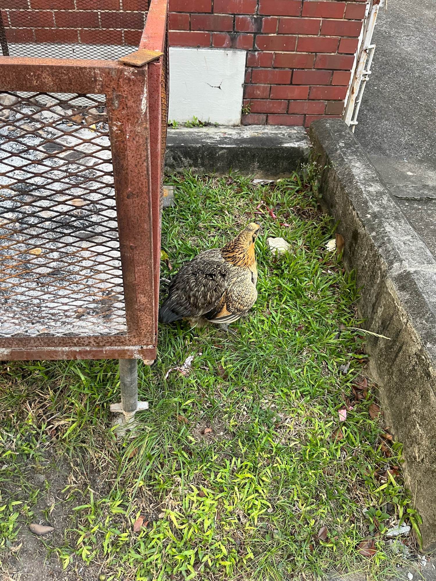 A large bird that looks like a wild chicken. It’s facing away from the camera. Has a yellow head, and pale yellow and gray body.