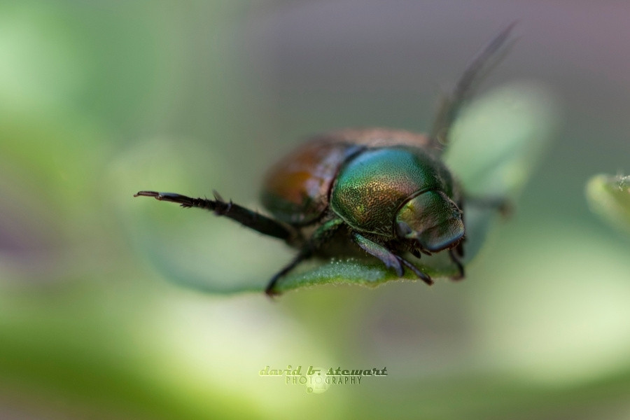 Title: This Big 
© Copyright David B. Stewart

A Japanese Beetle telling fish tales over tomato juice cocktails during a pause in my garden. Single-shot without tripod. Canon EOS 7D Mark II w/EF100mm f/2.8 Macro USM

#worldphotographyday #ColorfulMonday #macrophotography #insects #wildlife #nature #originalcontent #photographerlife #shareyourparadise #canon #eos7dmkII #EF100mm

# # #