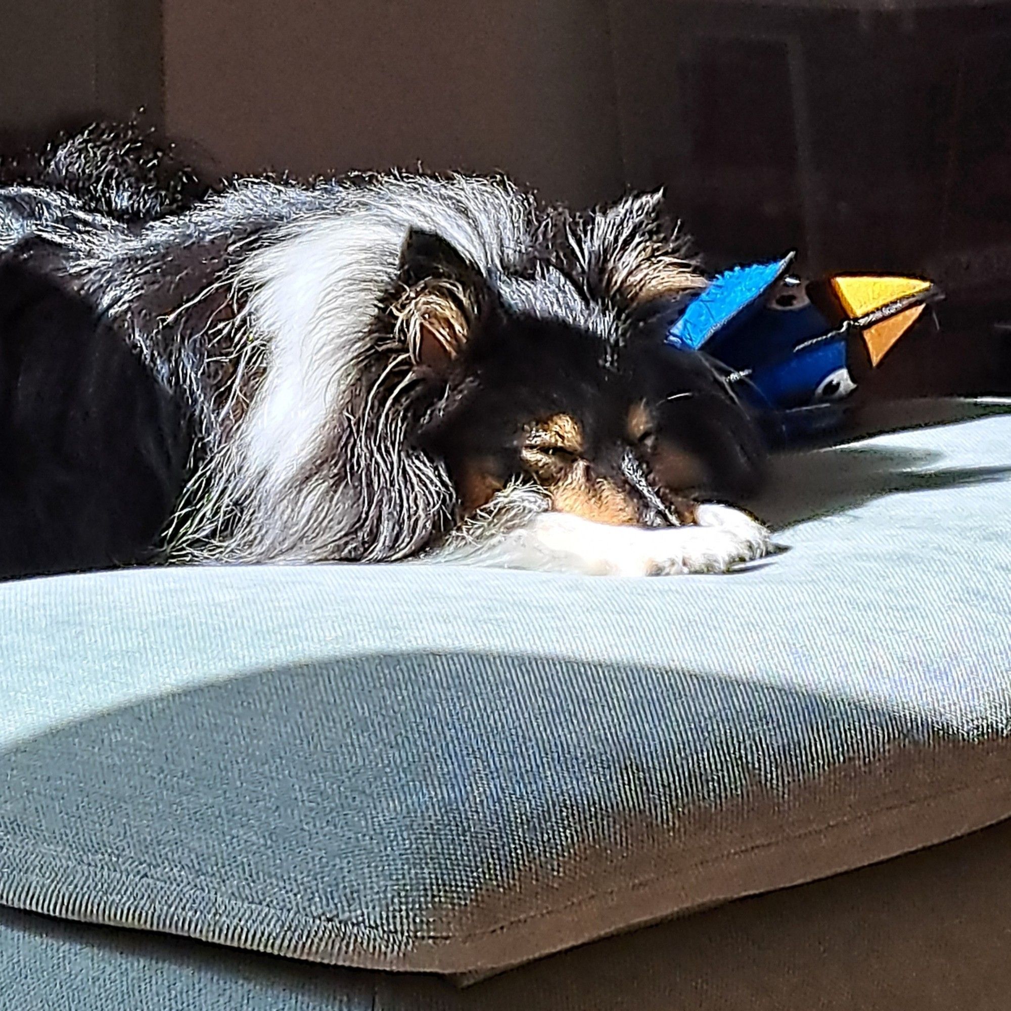 Ma chienne tricolore berger des shetland Shelby,  en pleine sieste sur un canapé.