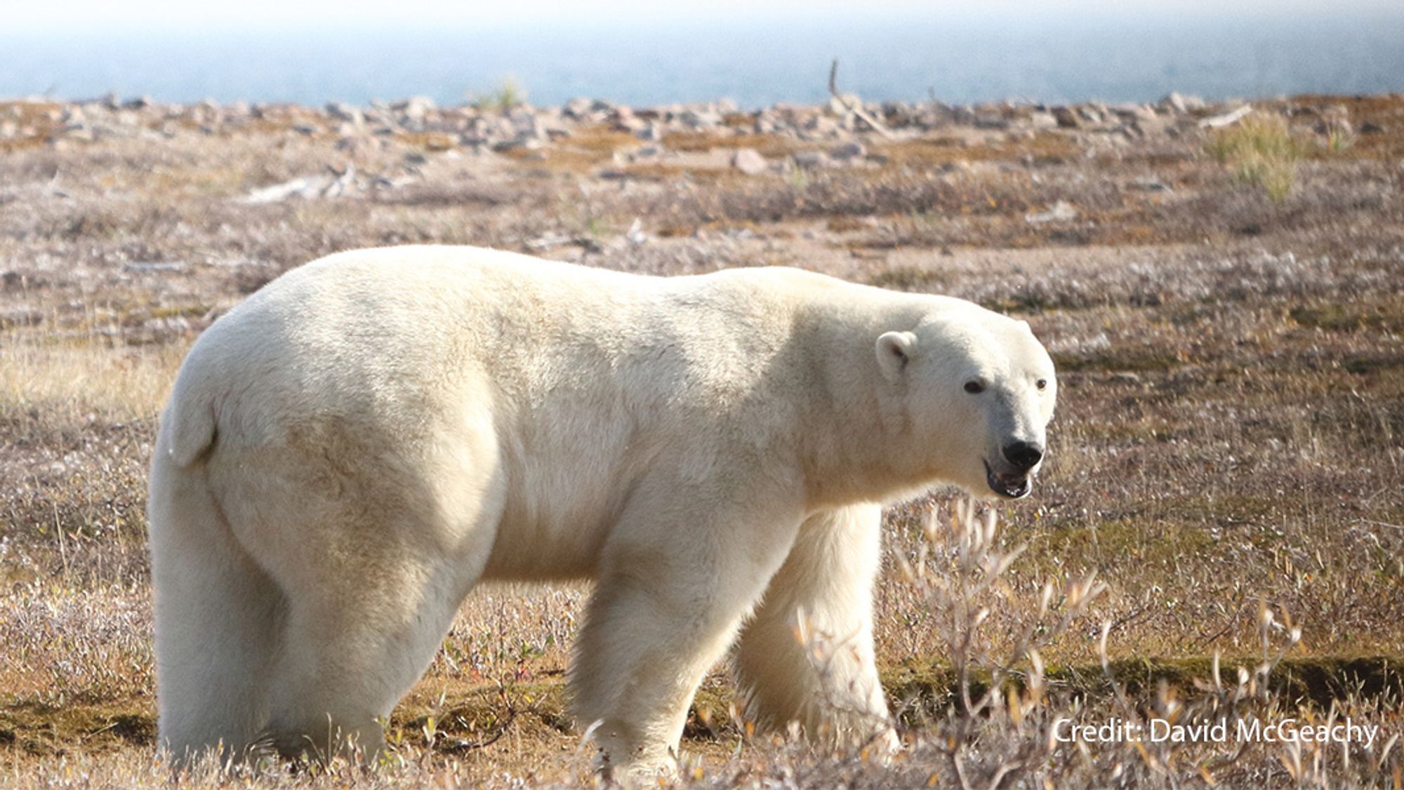 Polar bear on land in the Western Hudson Bay region. Credit: David McGeachy