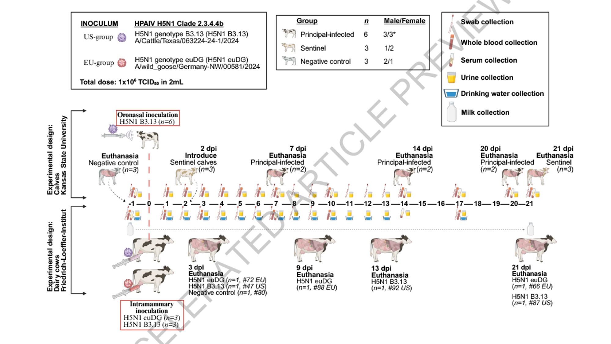 This is figure 1, which shows the experimental design and clinical outcomes following infection with HPAIV H5N1 clade 2.3.4.4b isolates.