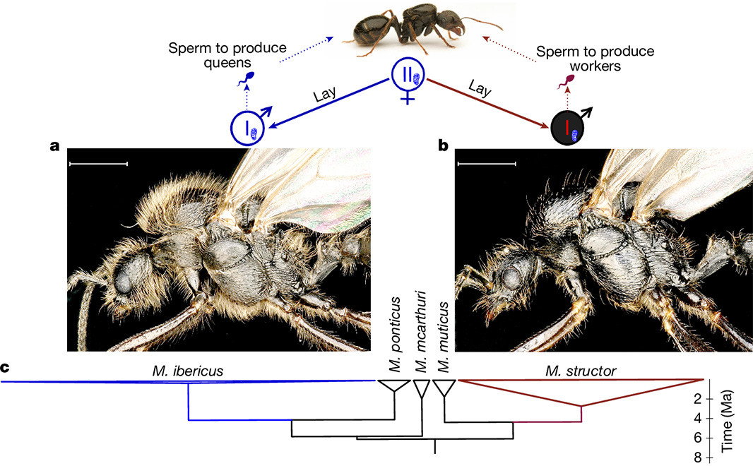 This is figure 2, which shows M. ibericus queens lay males from two different species. 