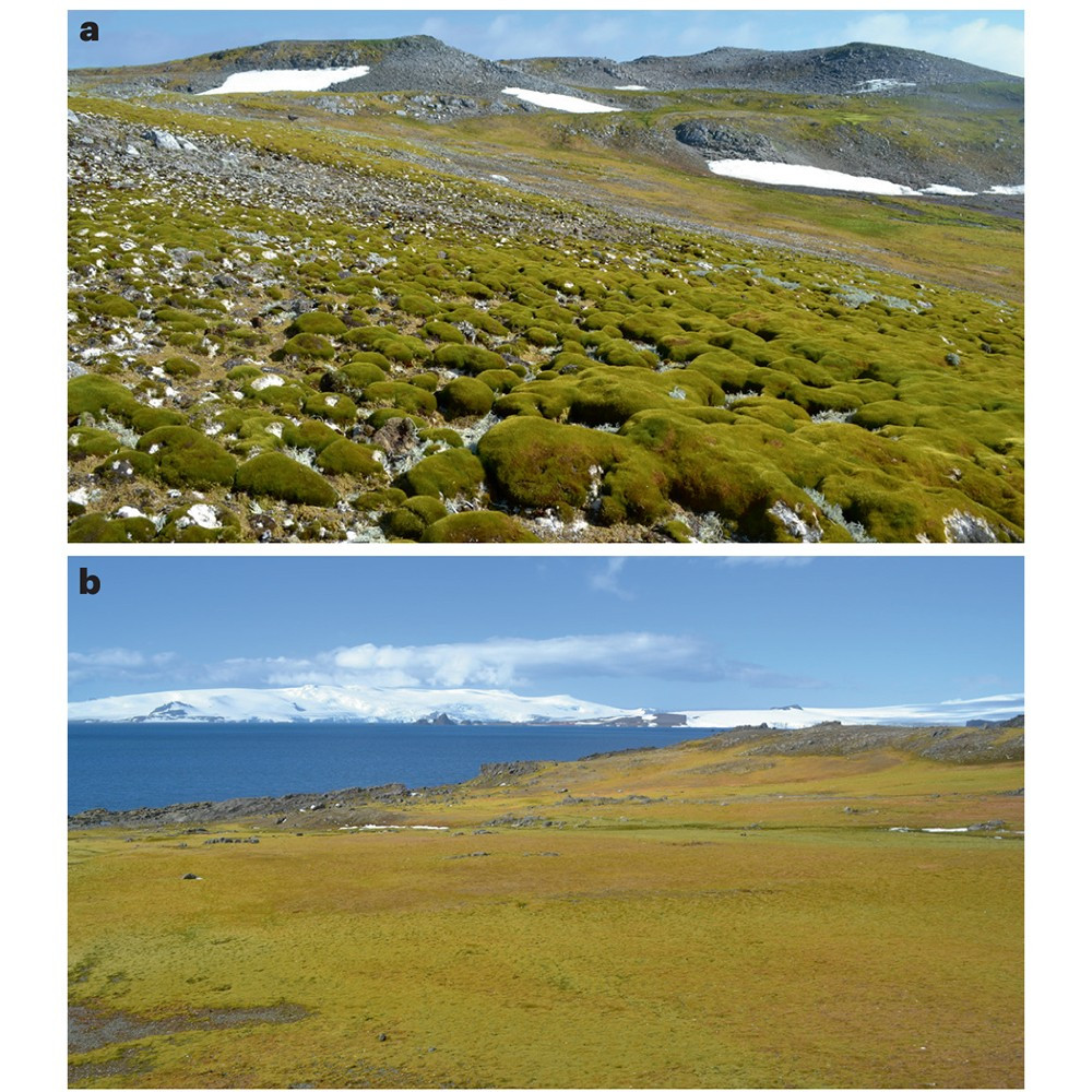 This is part of figure 1, which shows the moss-dominated ecosystems across the Antarctic Peninsula.