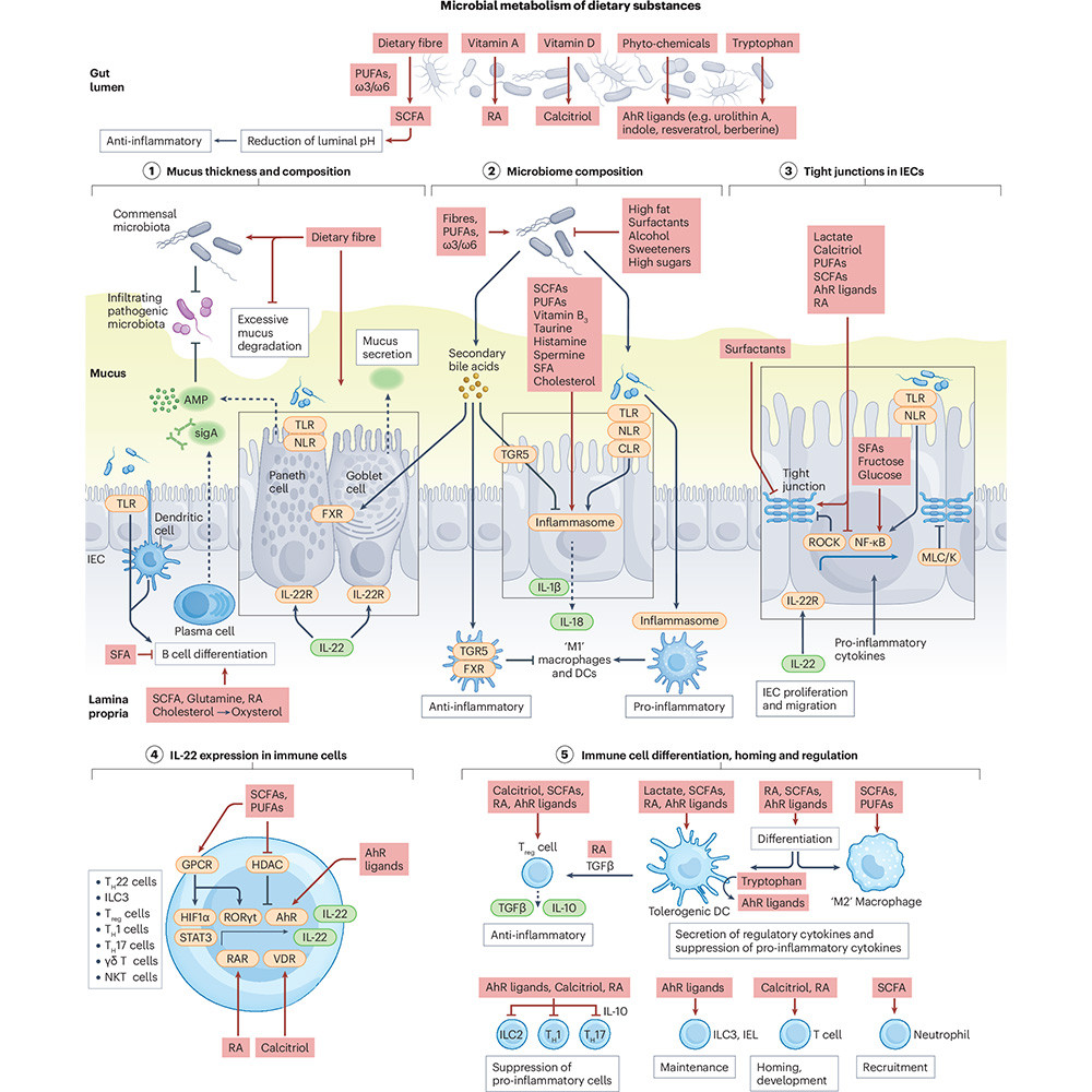 This is figure 1, which shows the dietary orchestration of gut barrier and immunity is linked to the microbiome. 