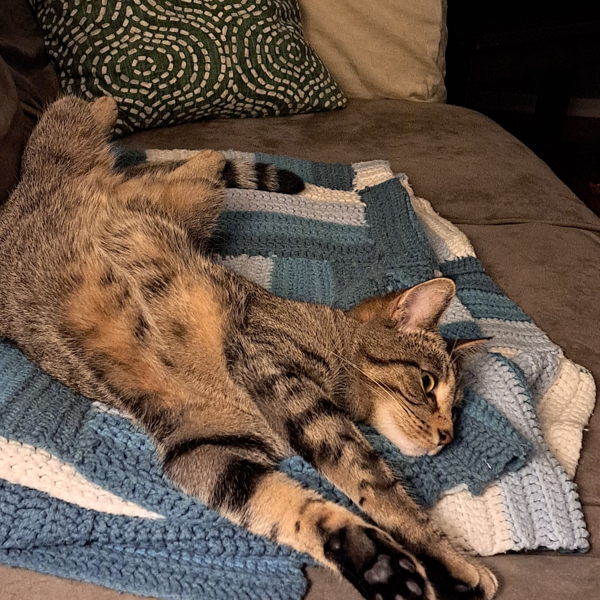 Tabby cat stretched out on blue and white afghan.