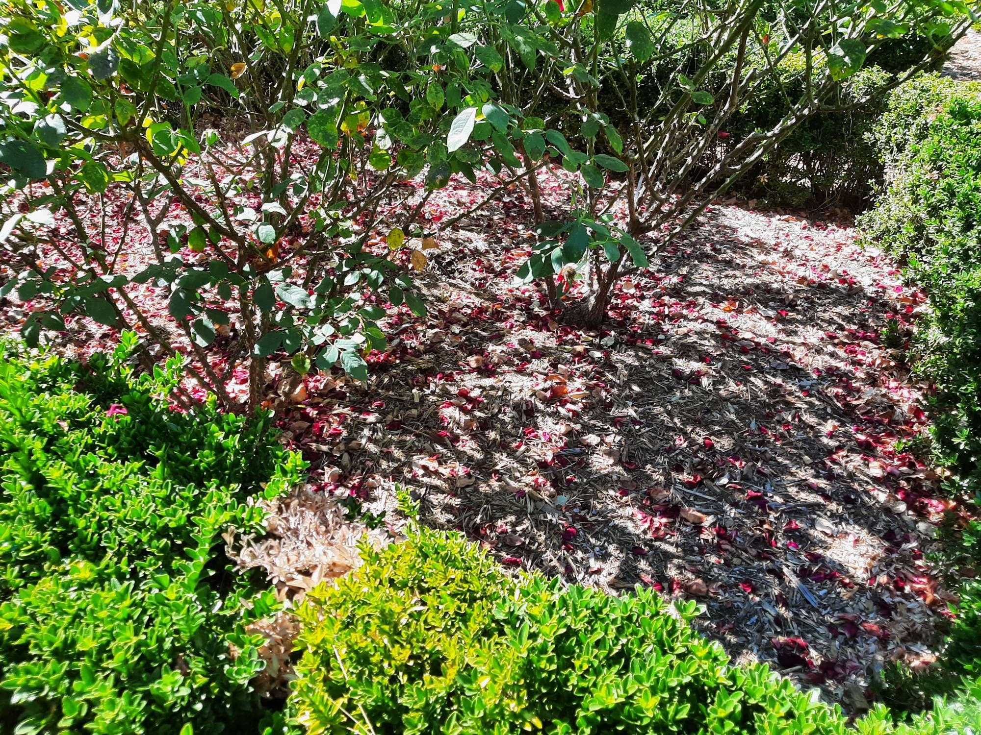 A detritus-covered ground coloured by fallen rose petals.