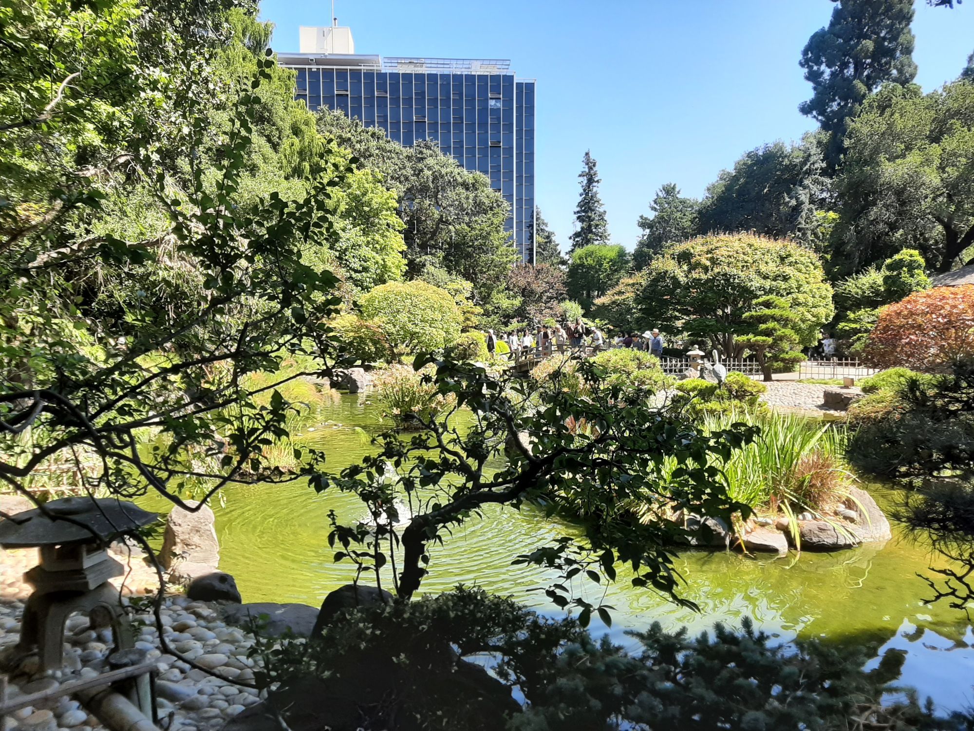 A koi pond partially obscured by trees with a high-rise building in the background.