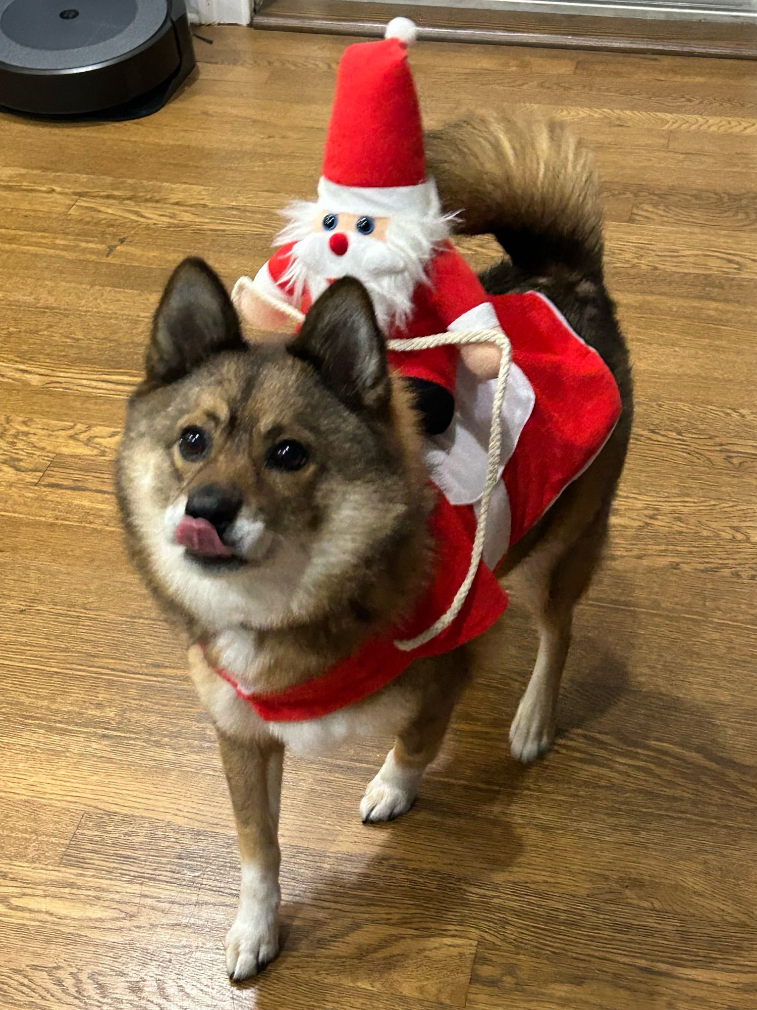 Pomshi dog in his Christmas outfit with Santa riding on top of him facing the camera with his tongue out