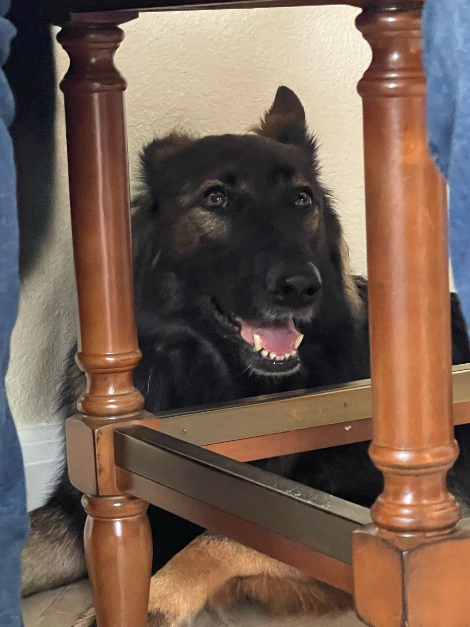 Happy German shepherd dog