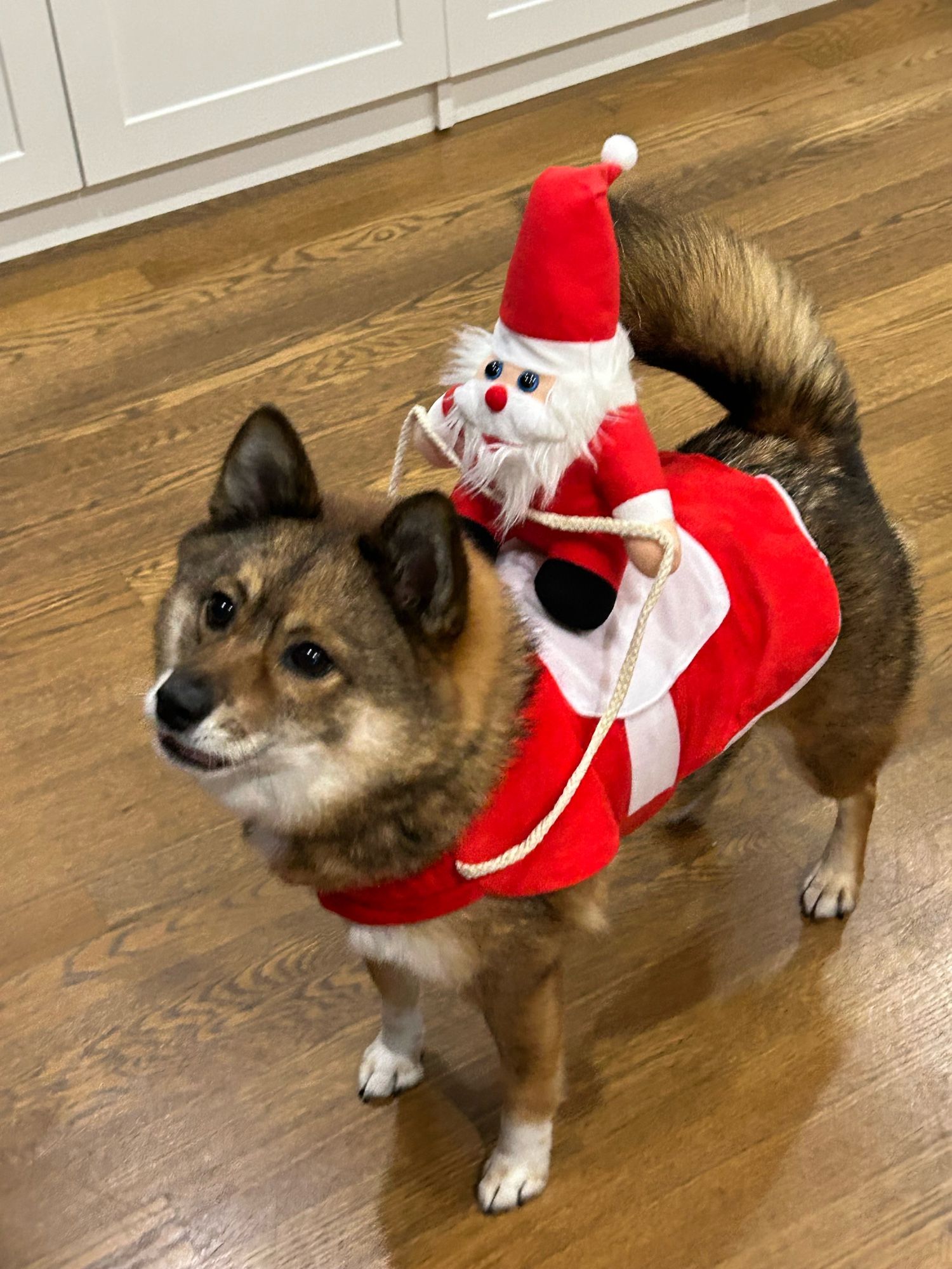 Pomshi dog in his Christmas outfit with Santa riding on top of him