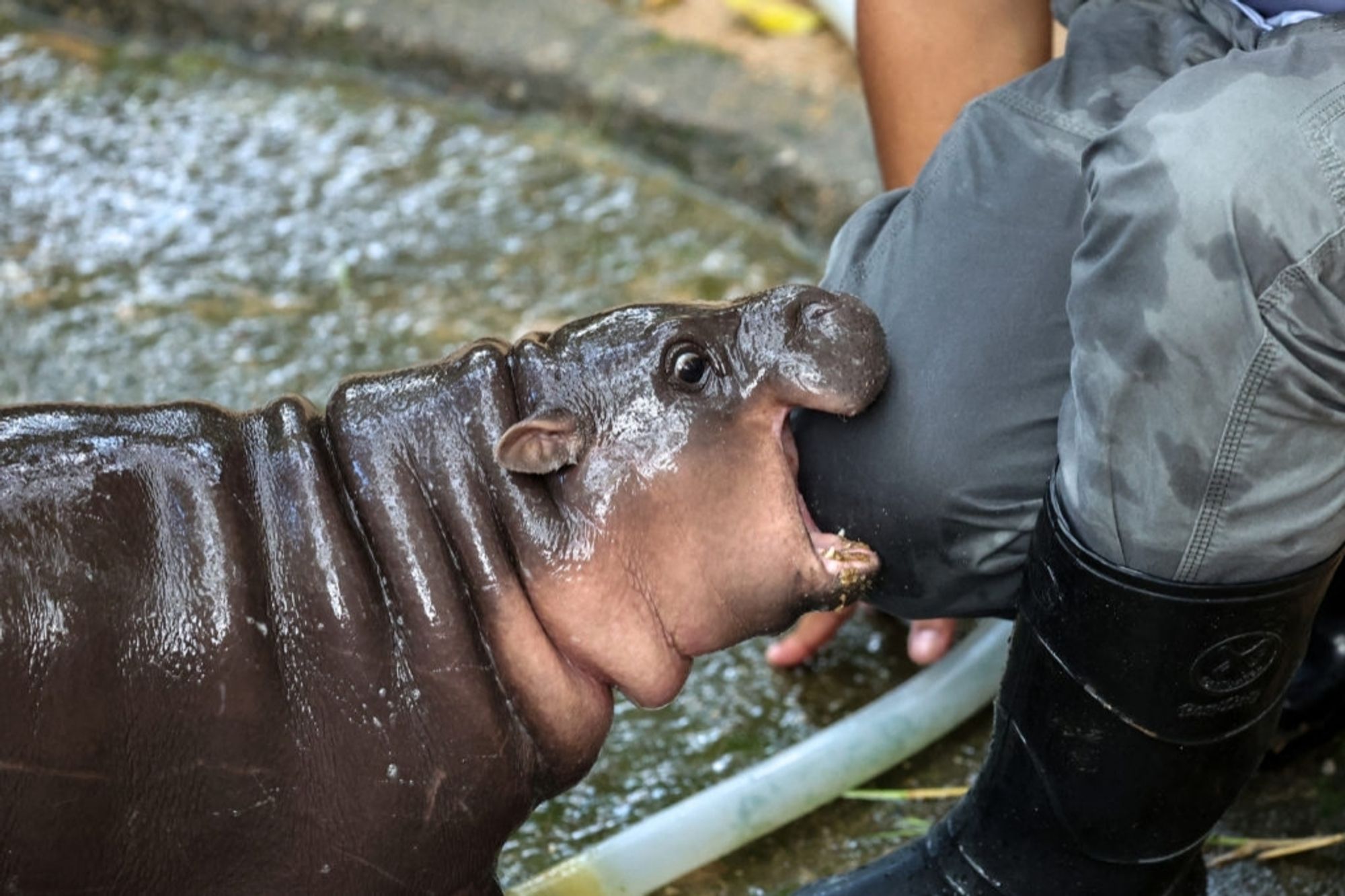 Moo Deng, world famous baby pygmy hippo, biting a keeper on the knee