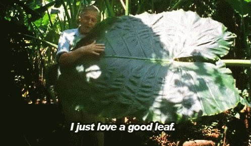 Sir David Attenborough with a leaf 3 times his size. The caption at the bottom of the image reads, "I just love a good leaf."