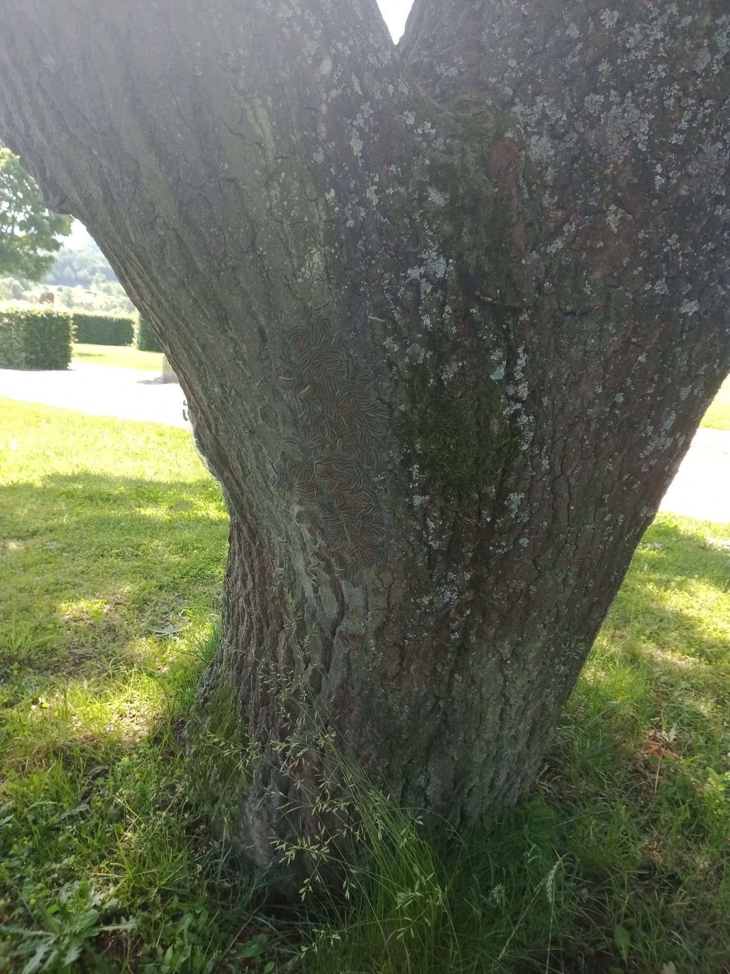 Eichenprozessionsspinner Nest an einem Baum in Trier auf dem Petrisberg