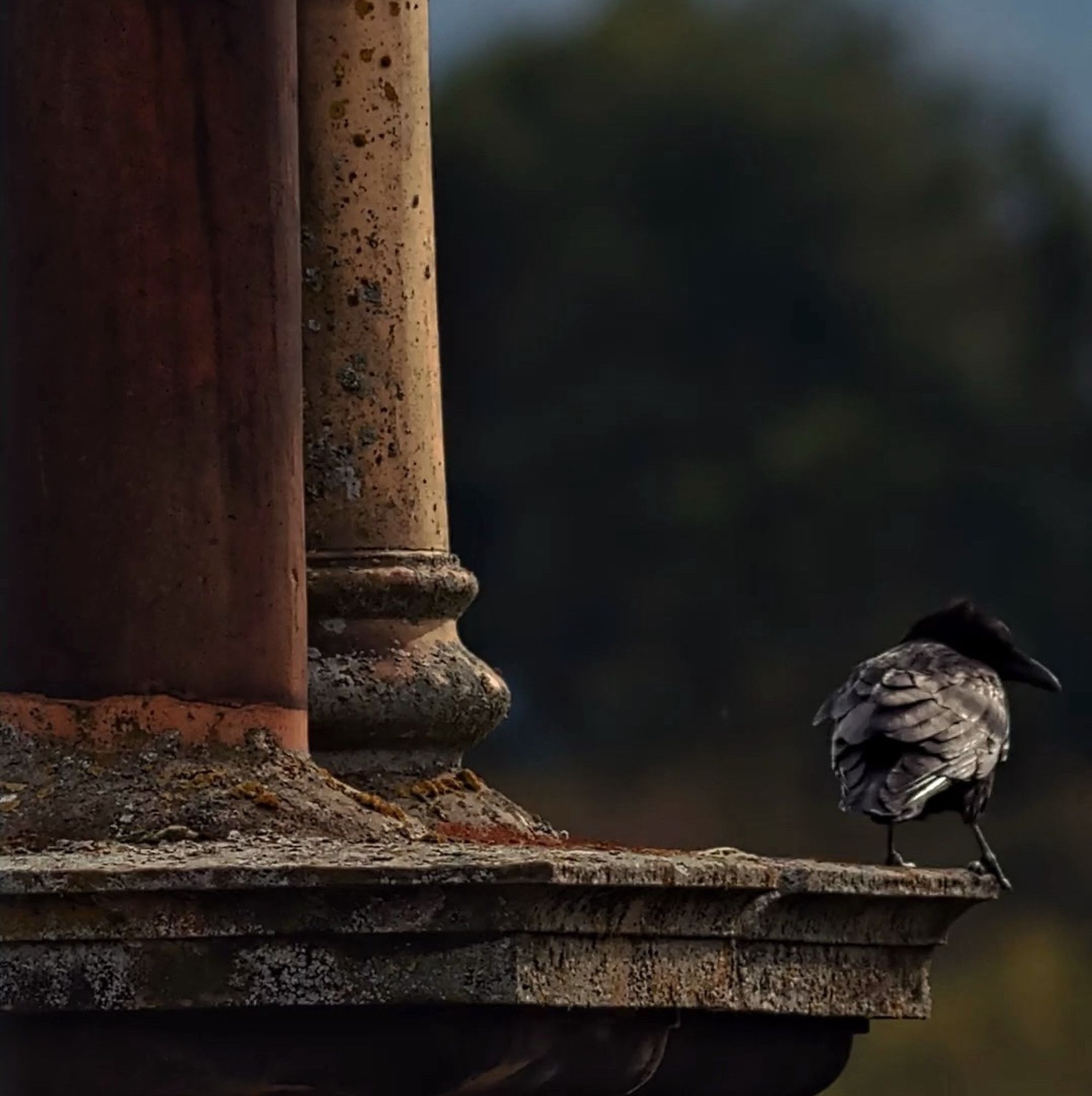 Picture of a chimney pot and a crow, taken with the Seestar S50